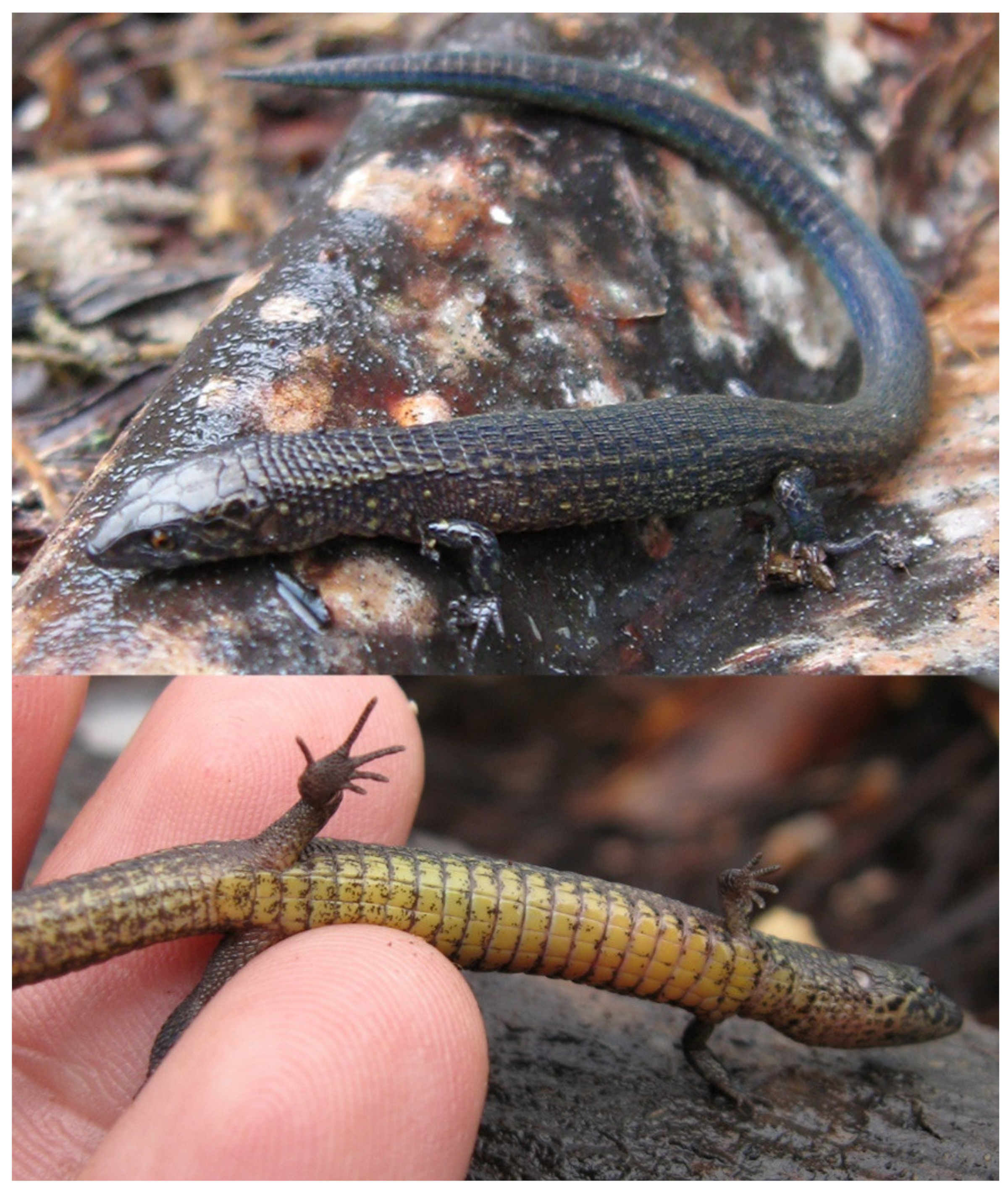 Diversity 14 00215 g004 Diversity 14 00215 g004