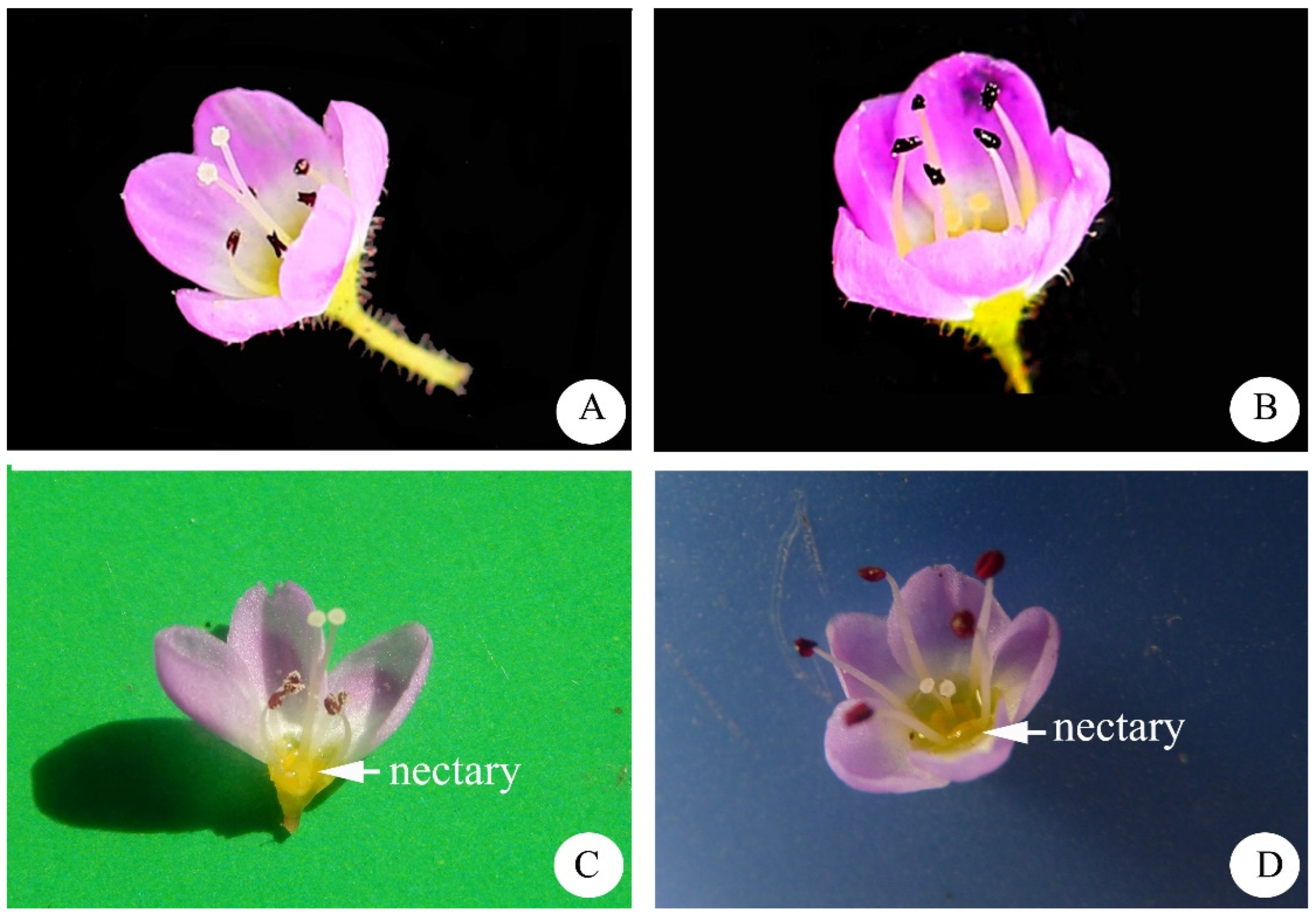 Diversity 14 00222 g003 Diversity 14 00222 g003