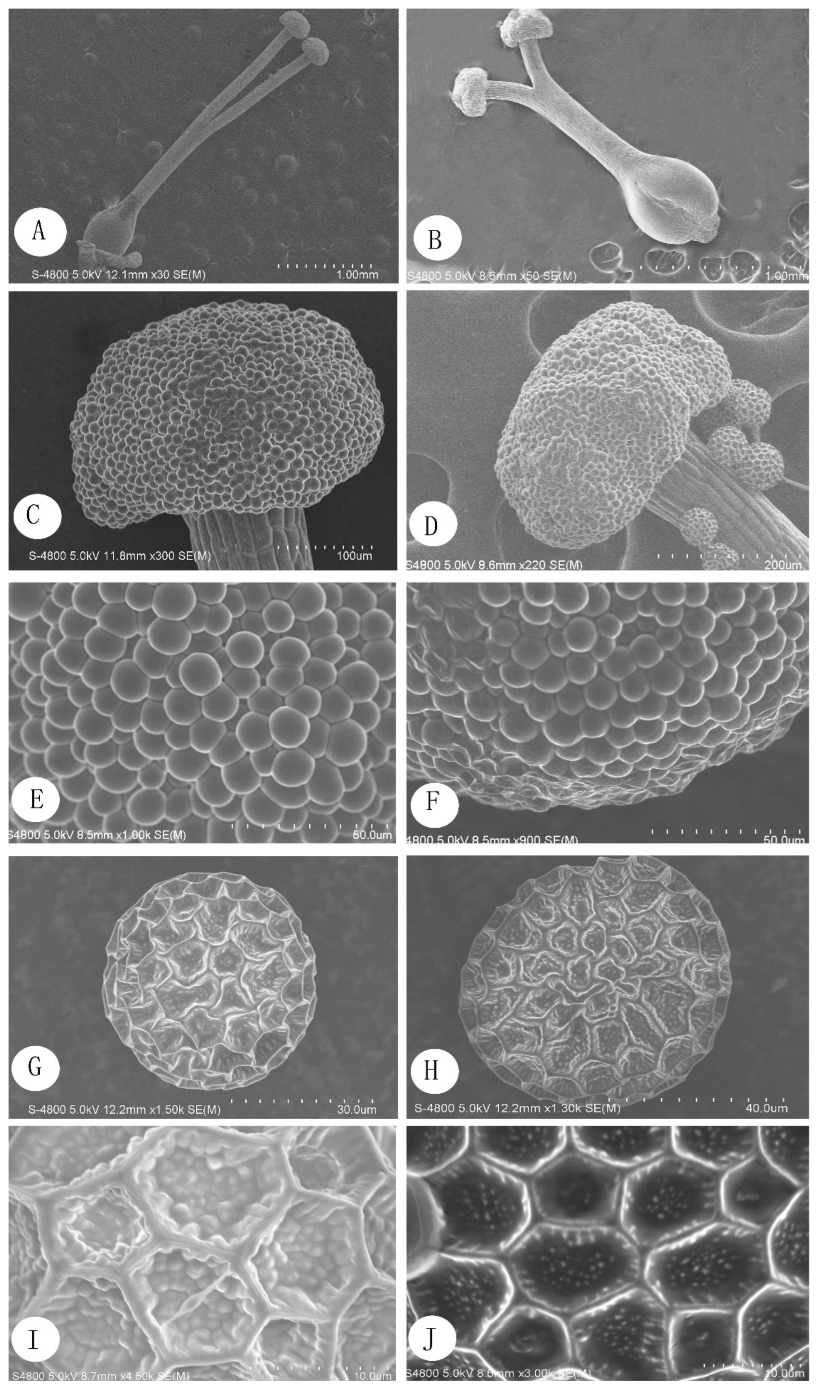 Diversity 14 00222 g005 Diversity 14 00222 g005