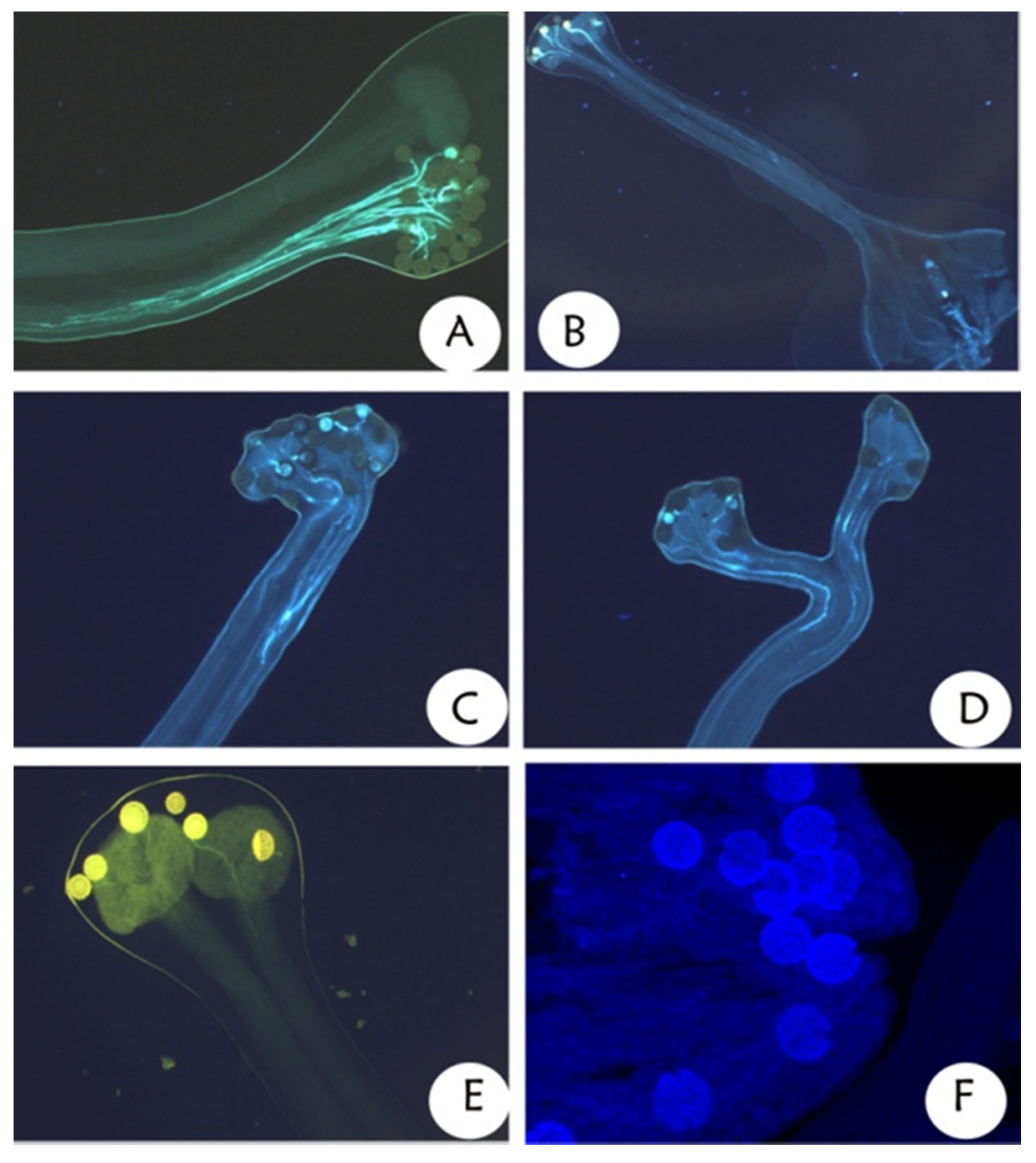 Diversity 14 00222 g007 Diversity 14 00222 g007