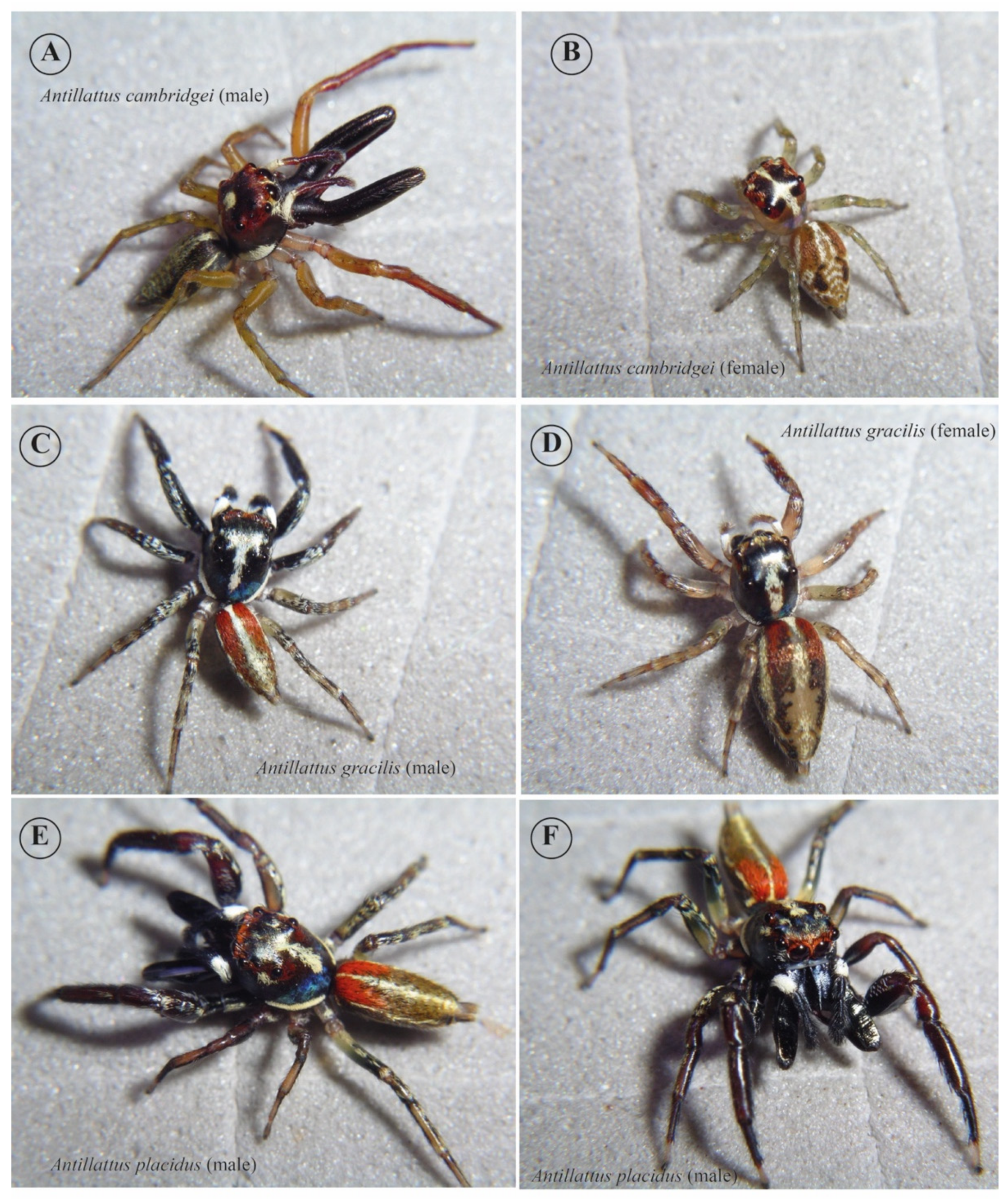 Diversity 14 00224 g002 Diversity 14 00224 g002