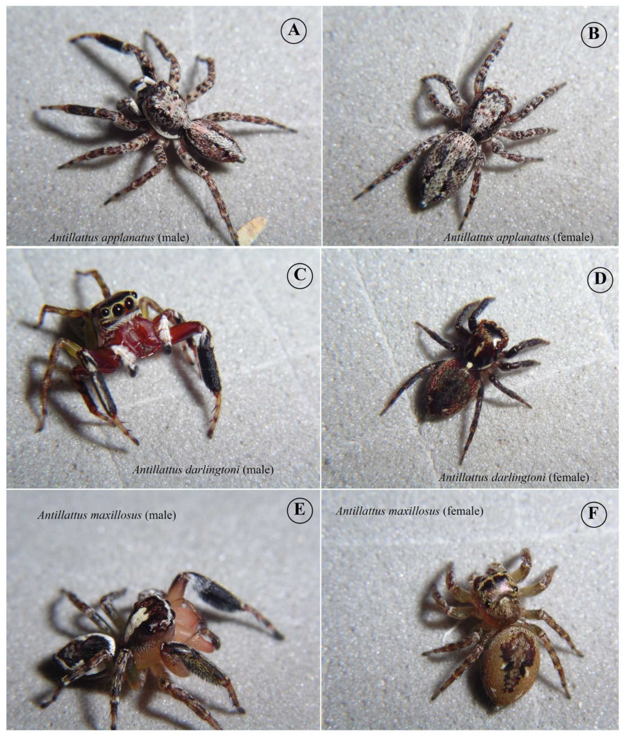 Diversity 14 00224 g003 Diversity 14 00224 g003