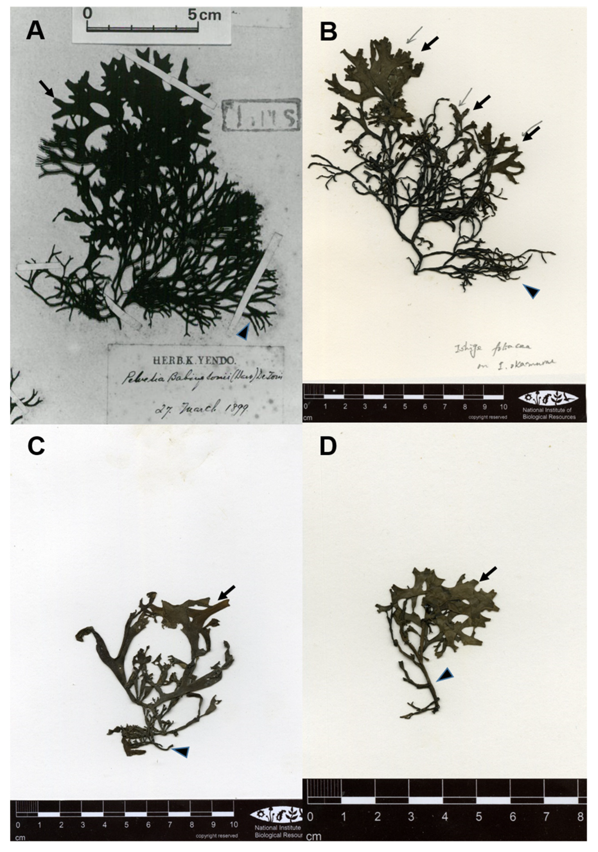 Diversity 14 00225 g001 550