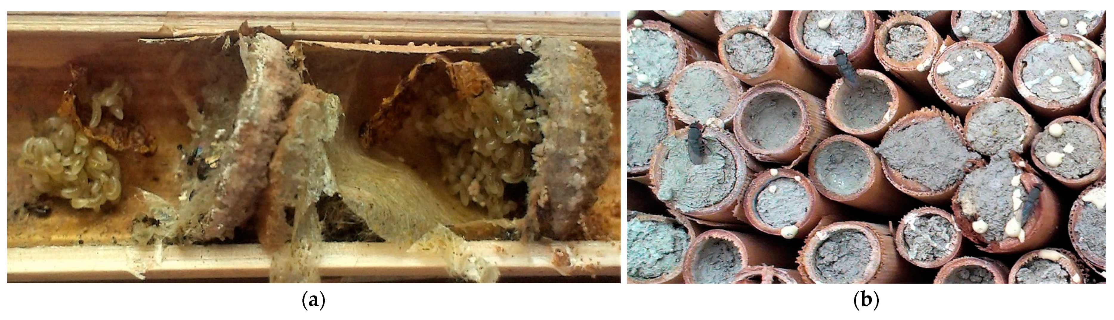 Diversity 14 00226 g007a 550