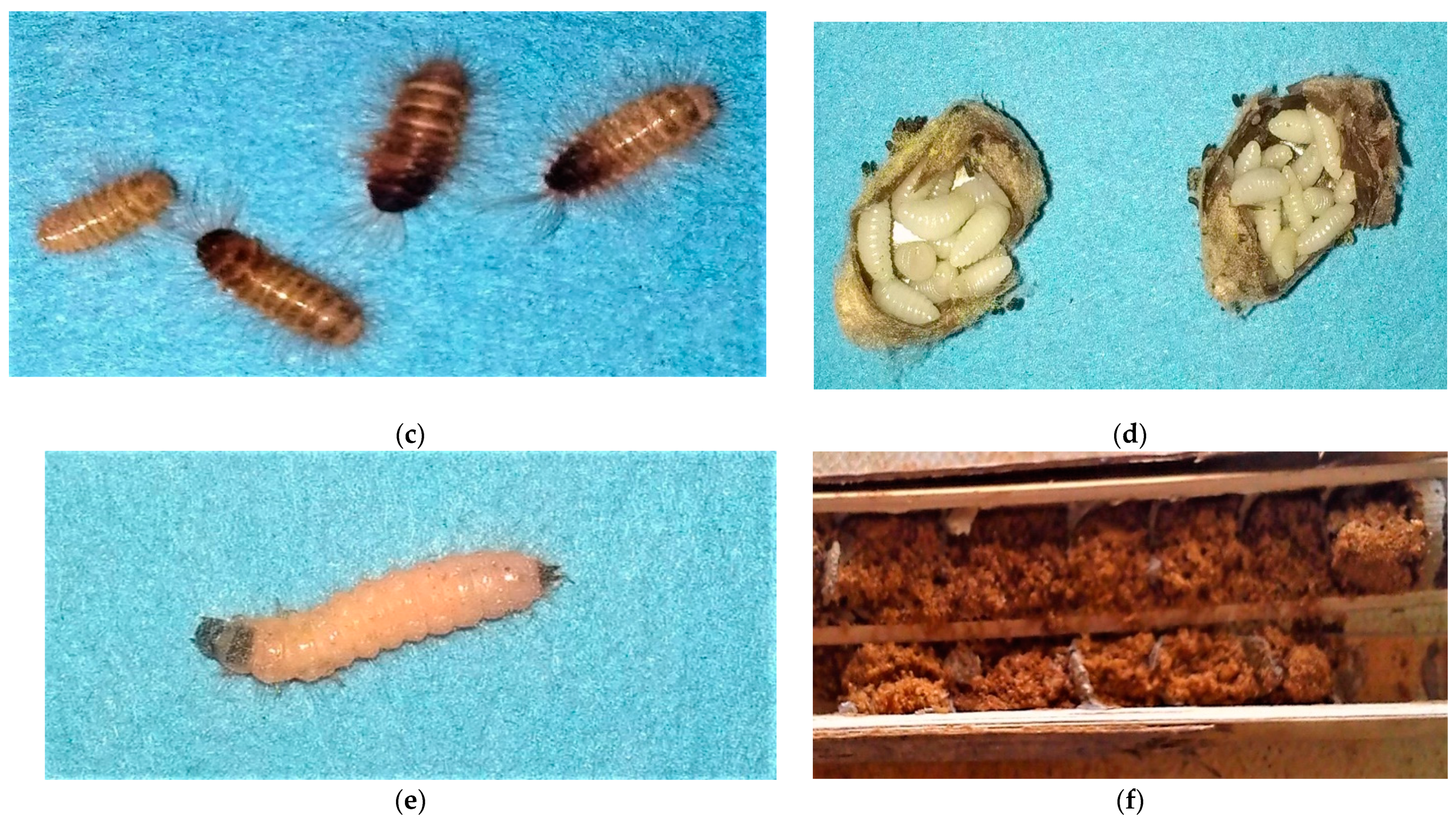 Diversity 14 00226 g007b 550