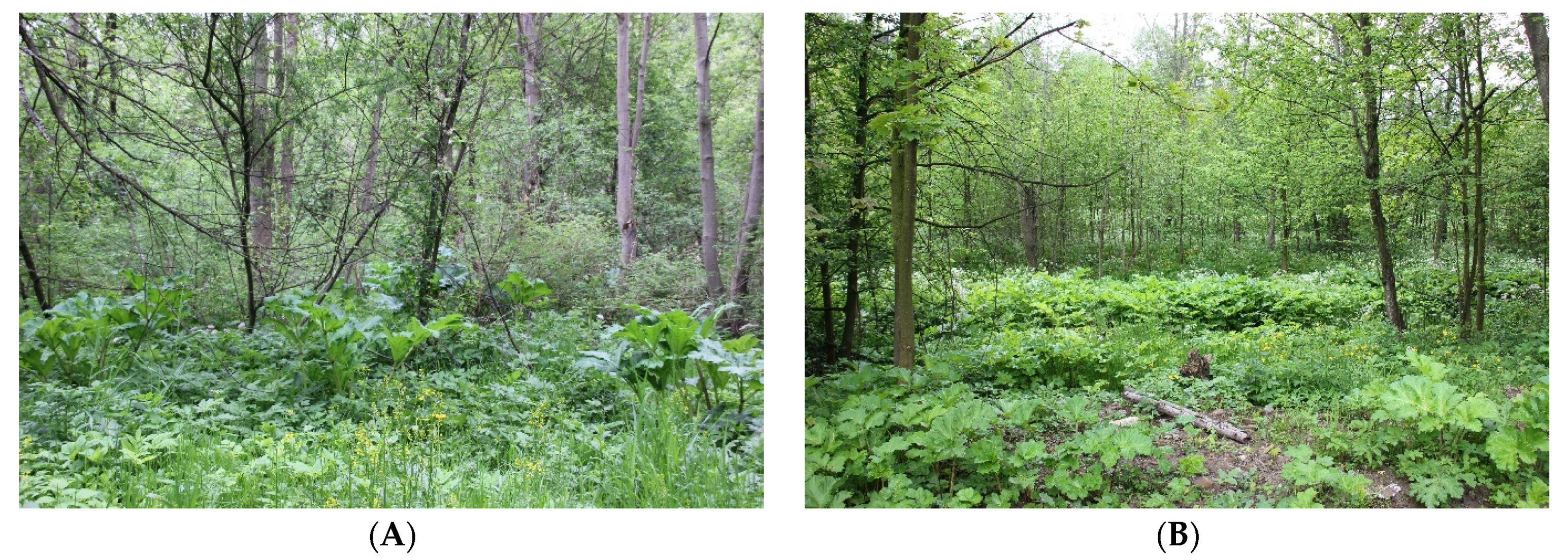 Diversity 14 00229 g003a