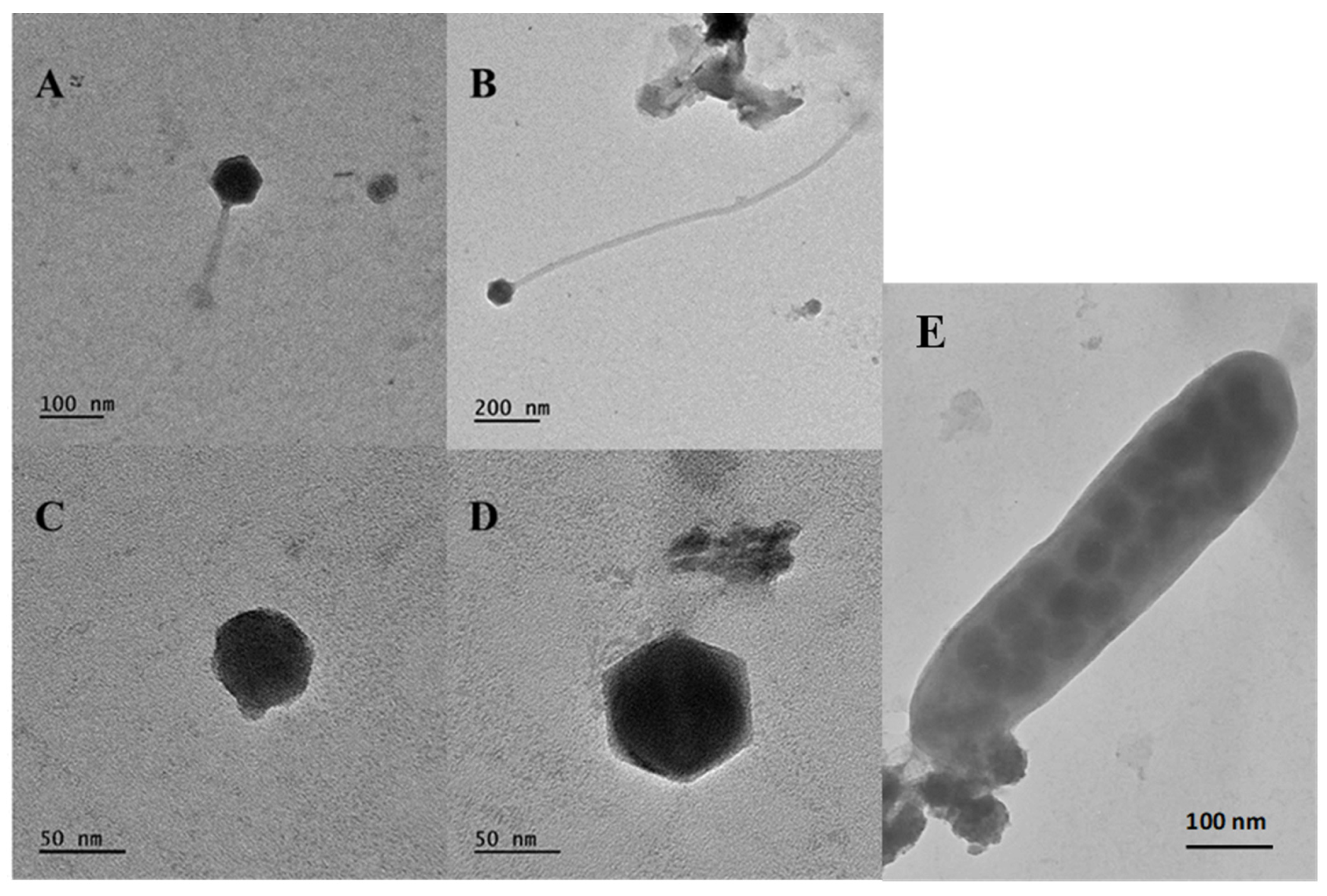 Diversity 14 00230 g007