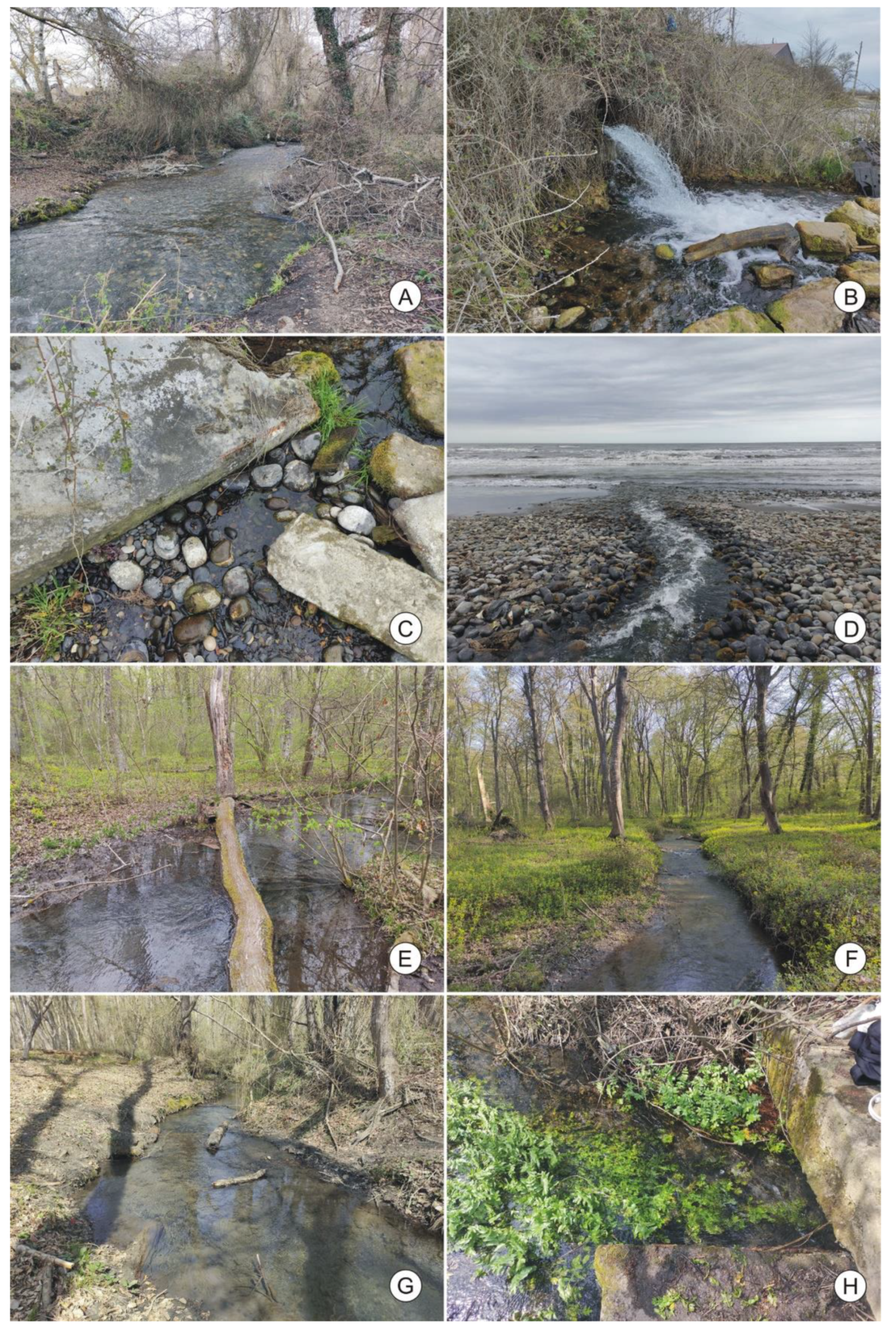 Diversity 14 00232 g002