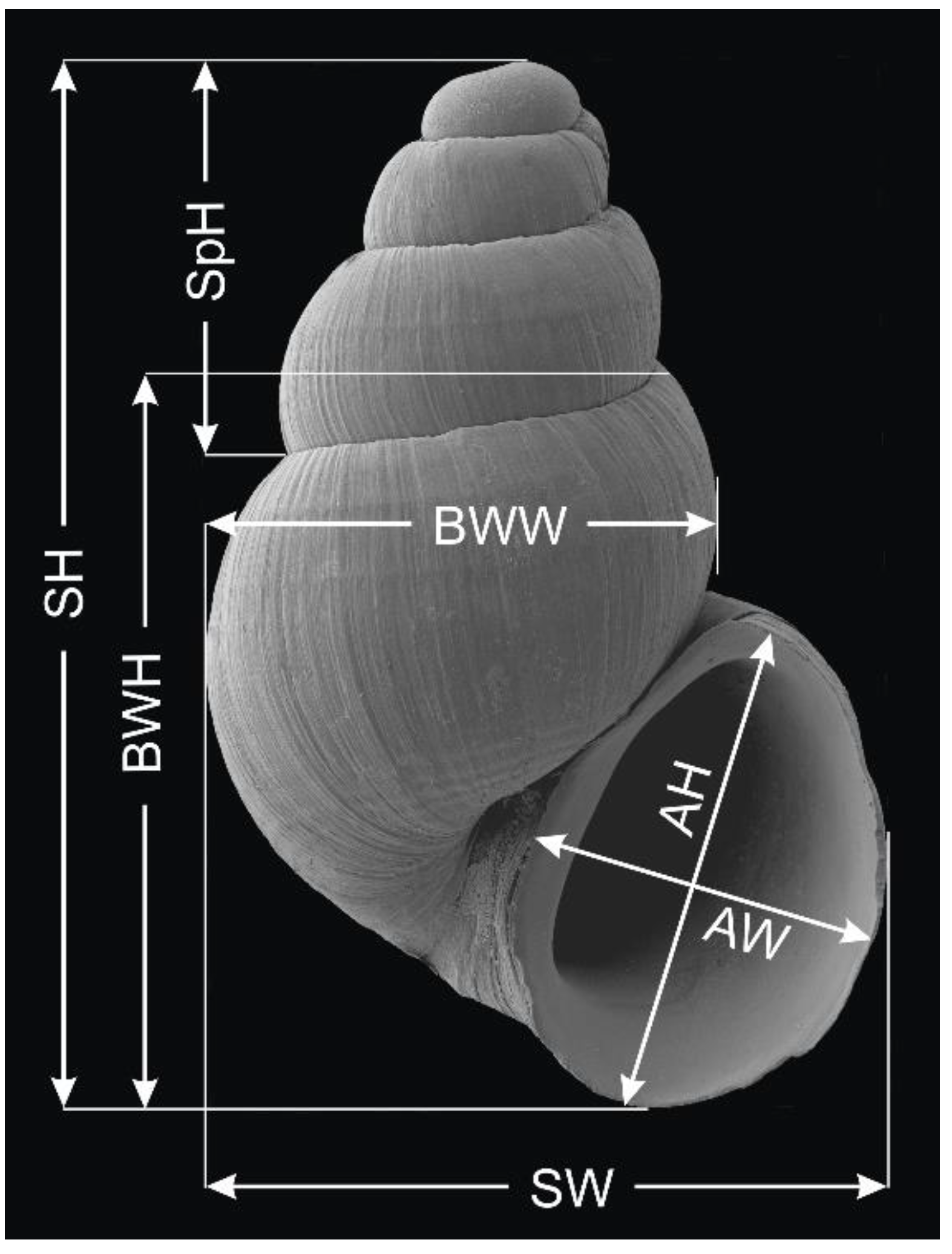 Diversity 14 00232 g003