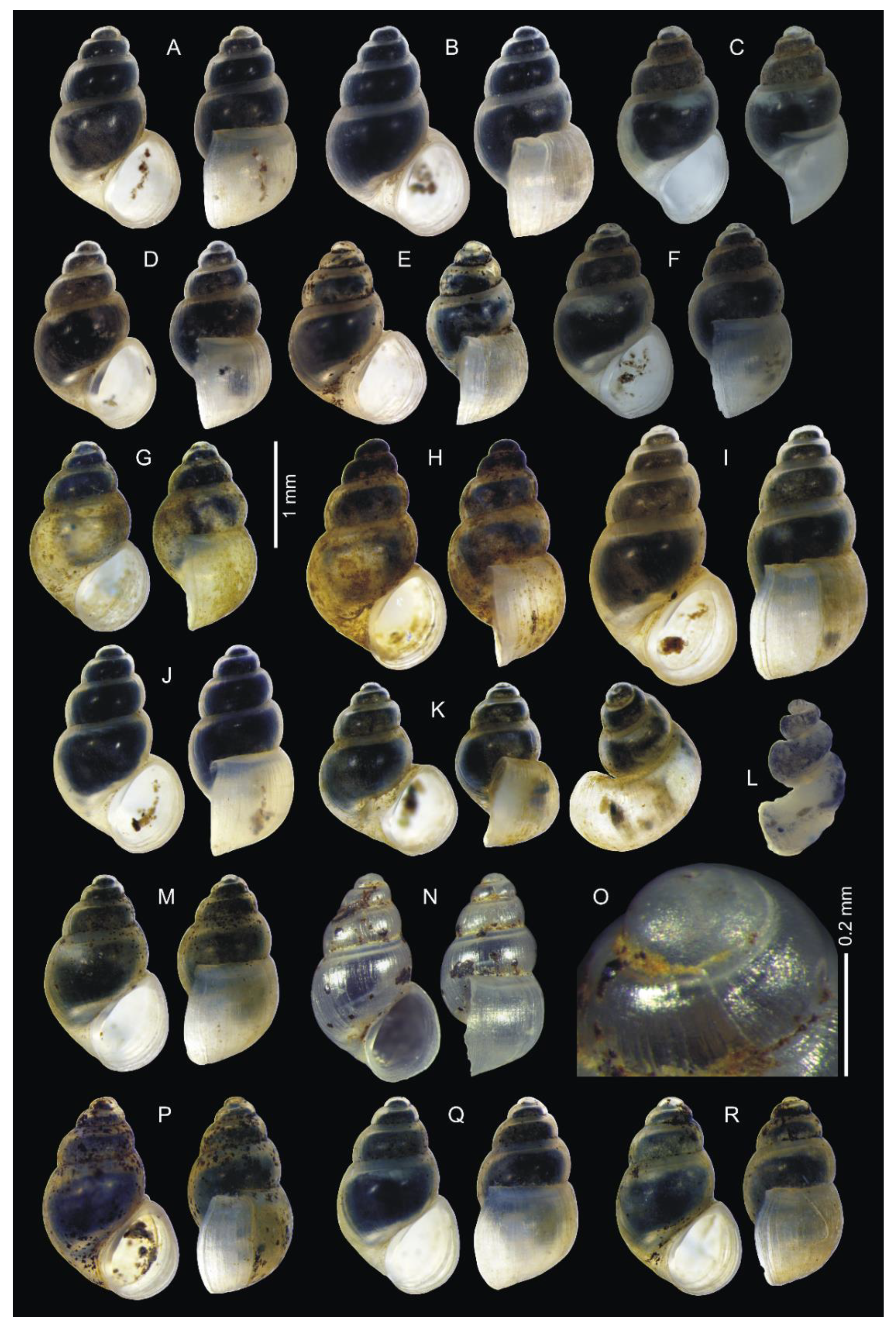 Diversity 14 00232 g004