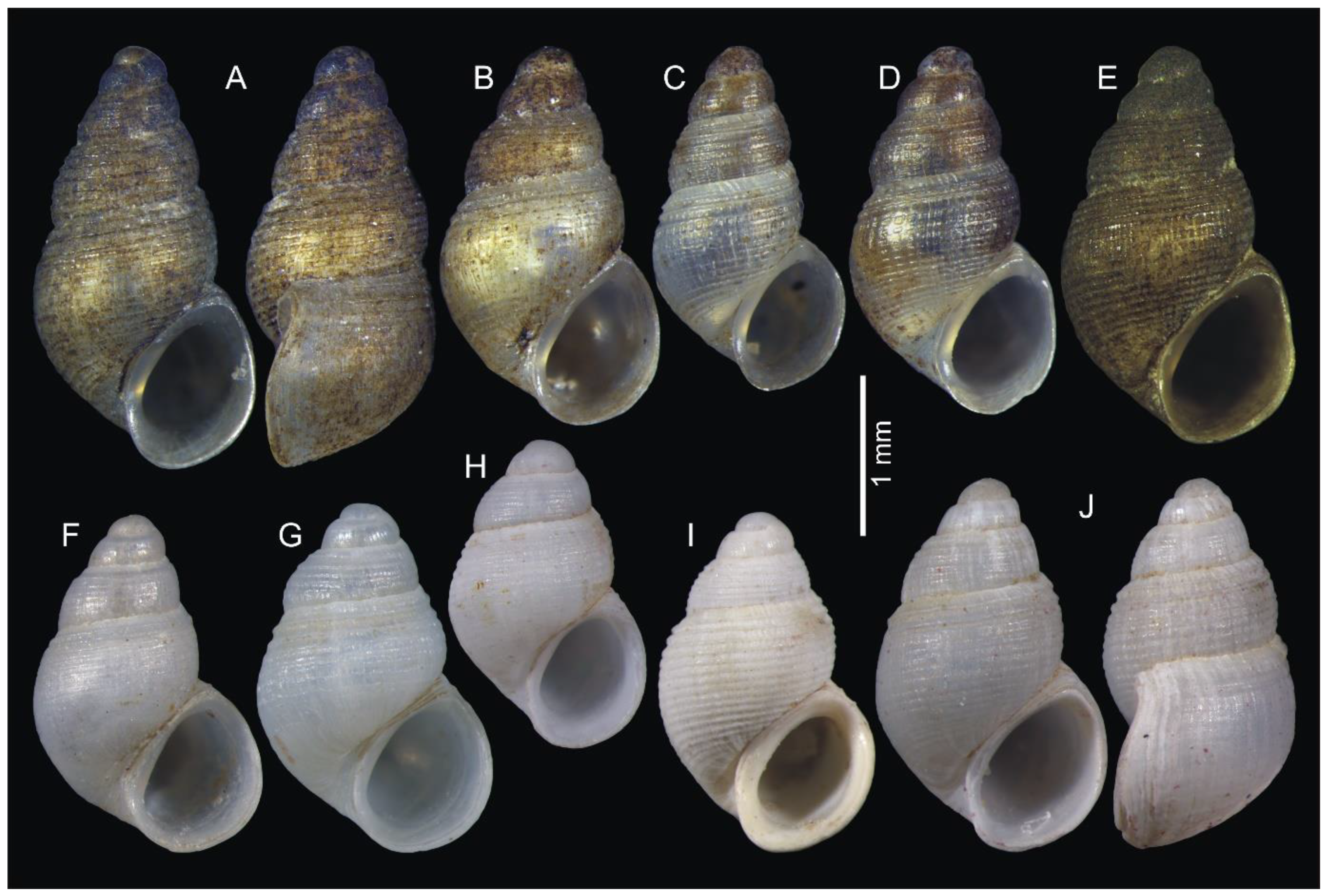 Diversity 14 00232 g005