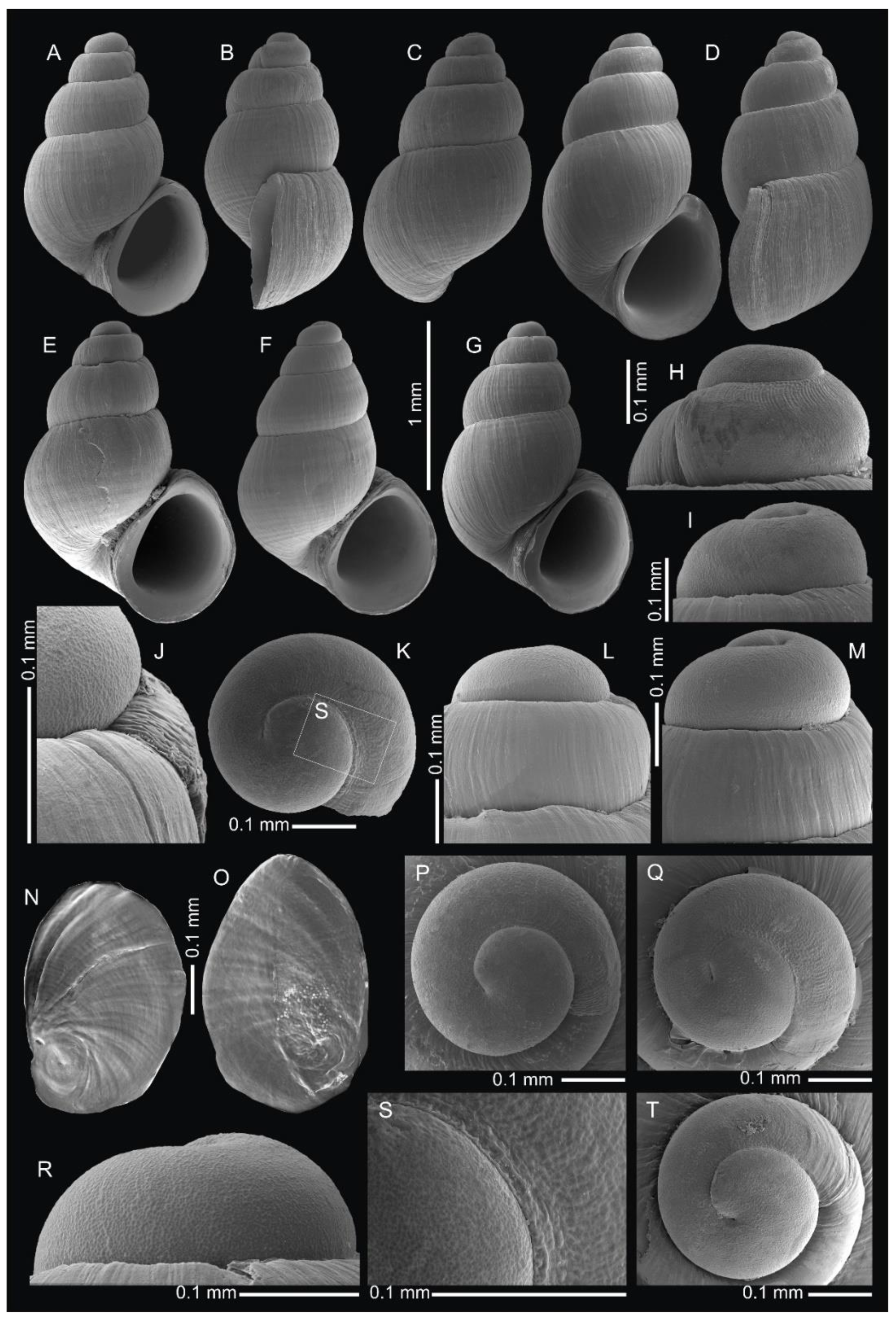 Diversity 14 00232 g006