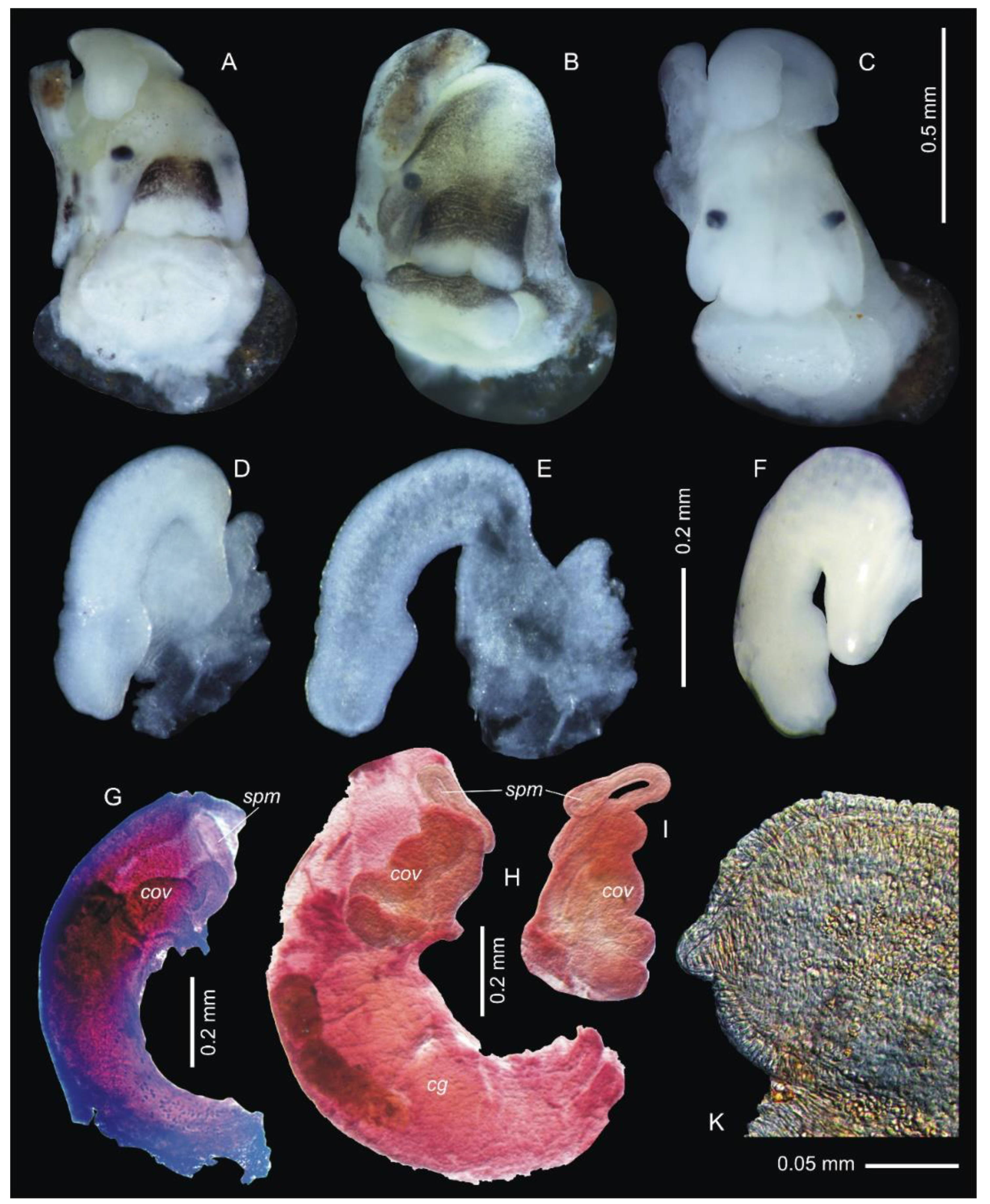 Diversity 14 00232 g009