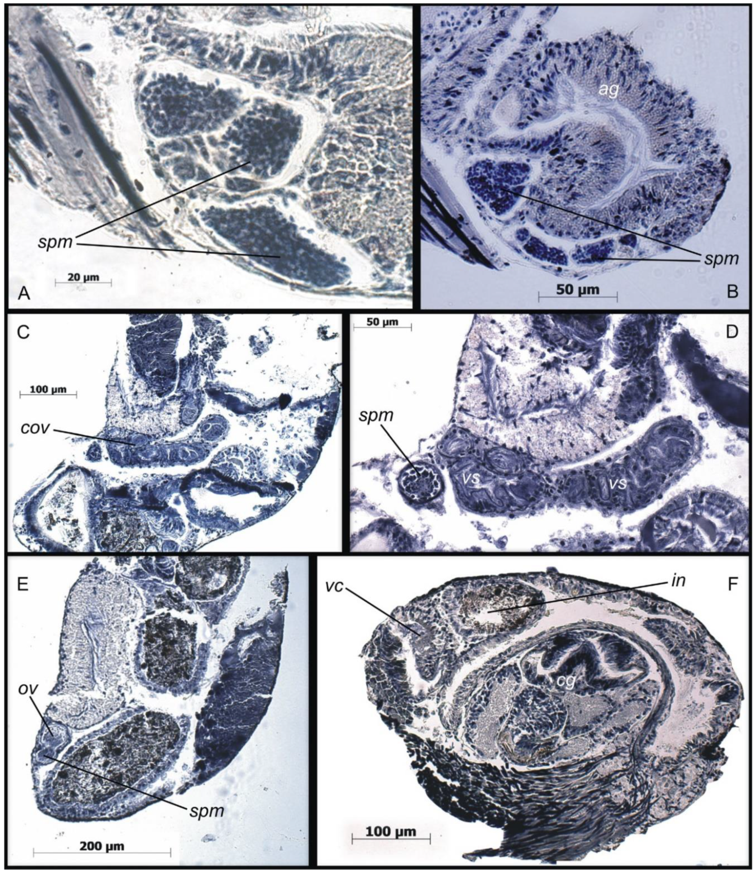 Diversity 14 00232 g011