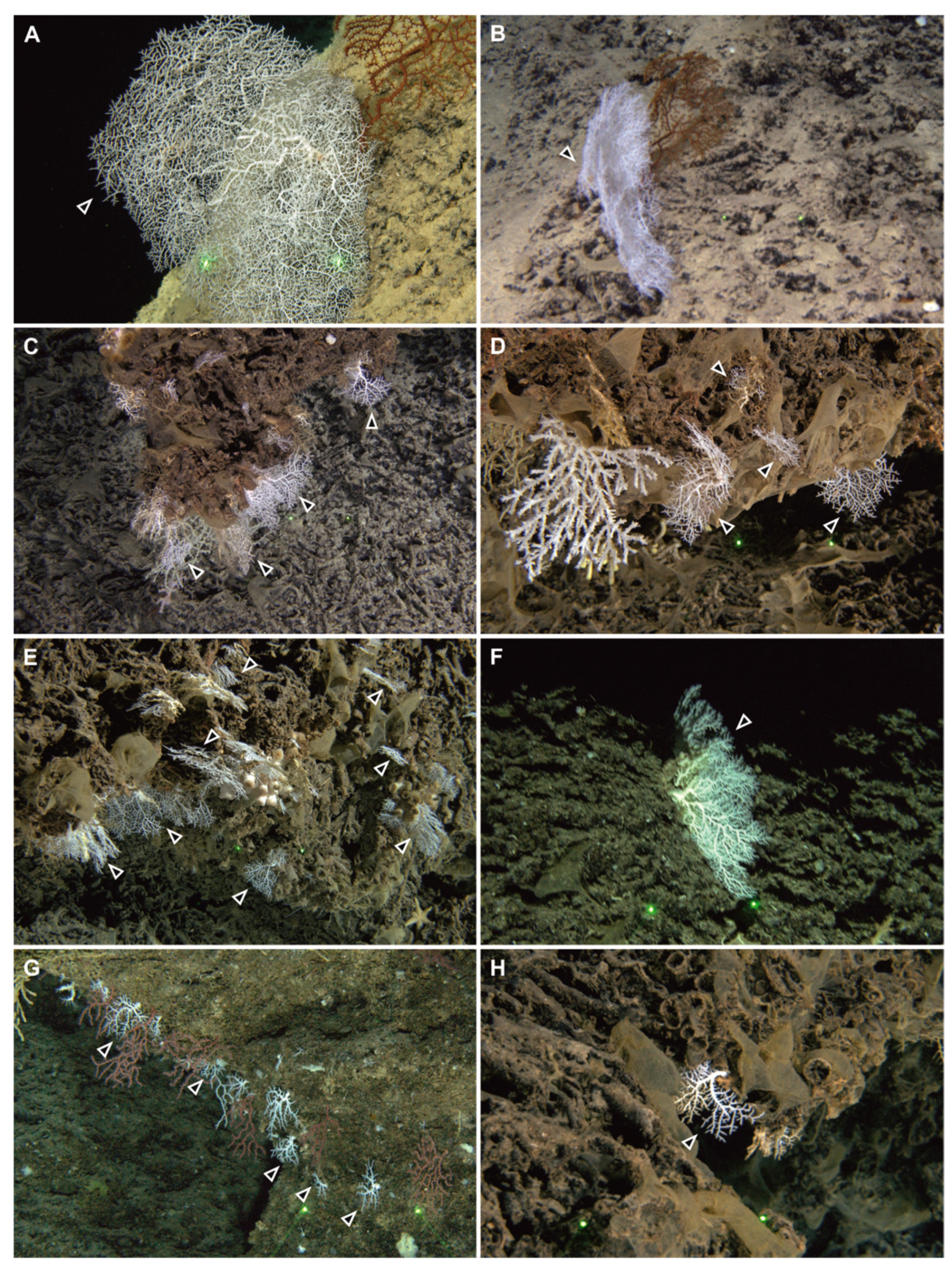 Diversity 14 00241 g003 Diversity 14 00241 g003