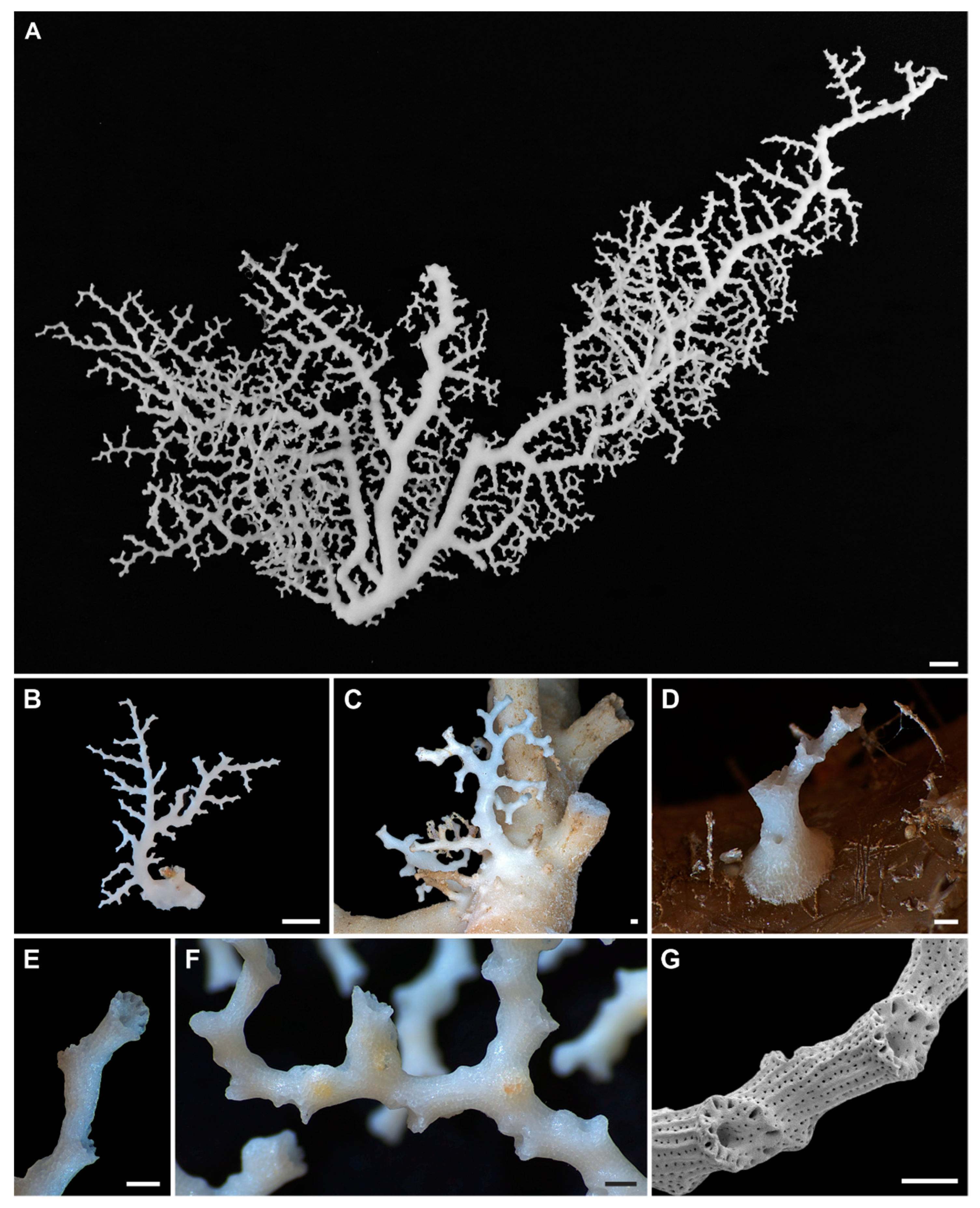 Diversity 14 00241 g004 Diversity 14 00241 g004