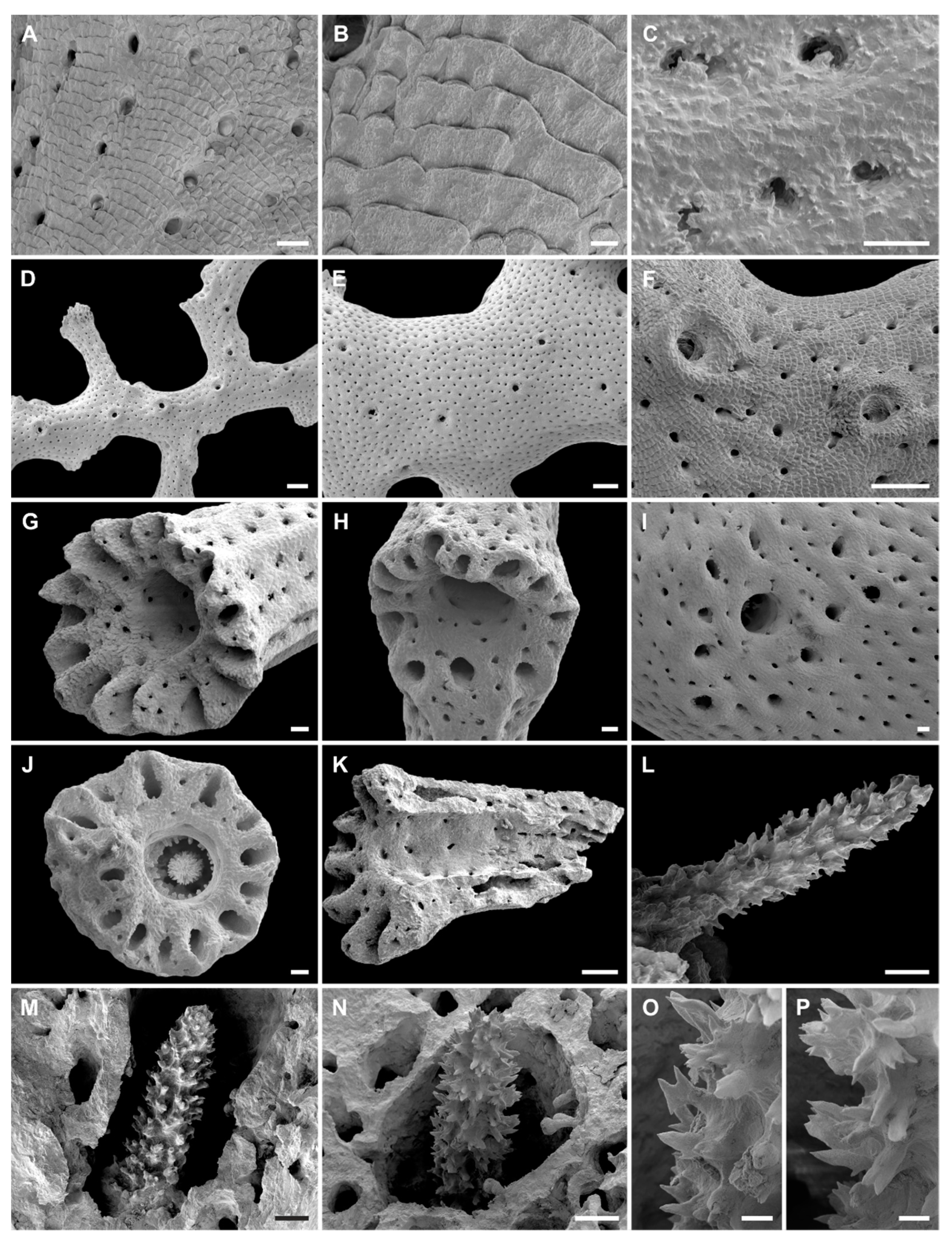 Diversity 14 00241 g005 Diversity 14 00241 g005