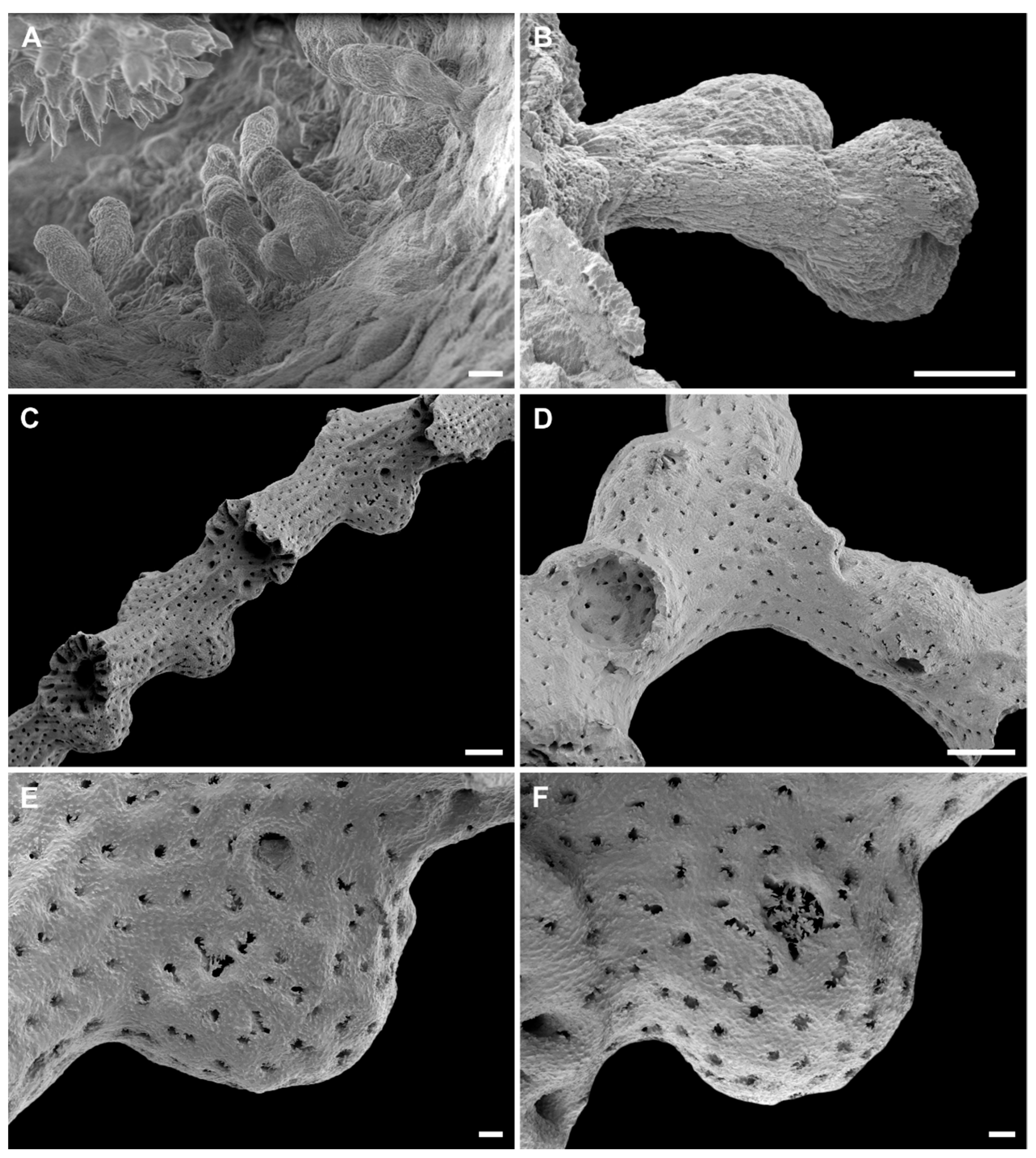 Diversity 14 00241 g006 Diversity 14 00241 g006