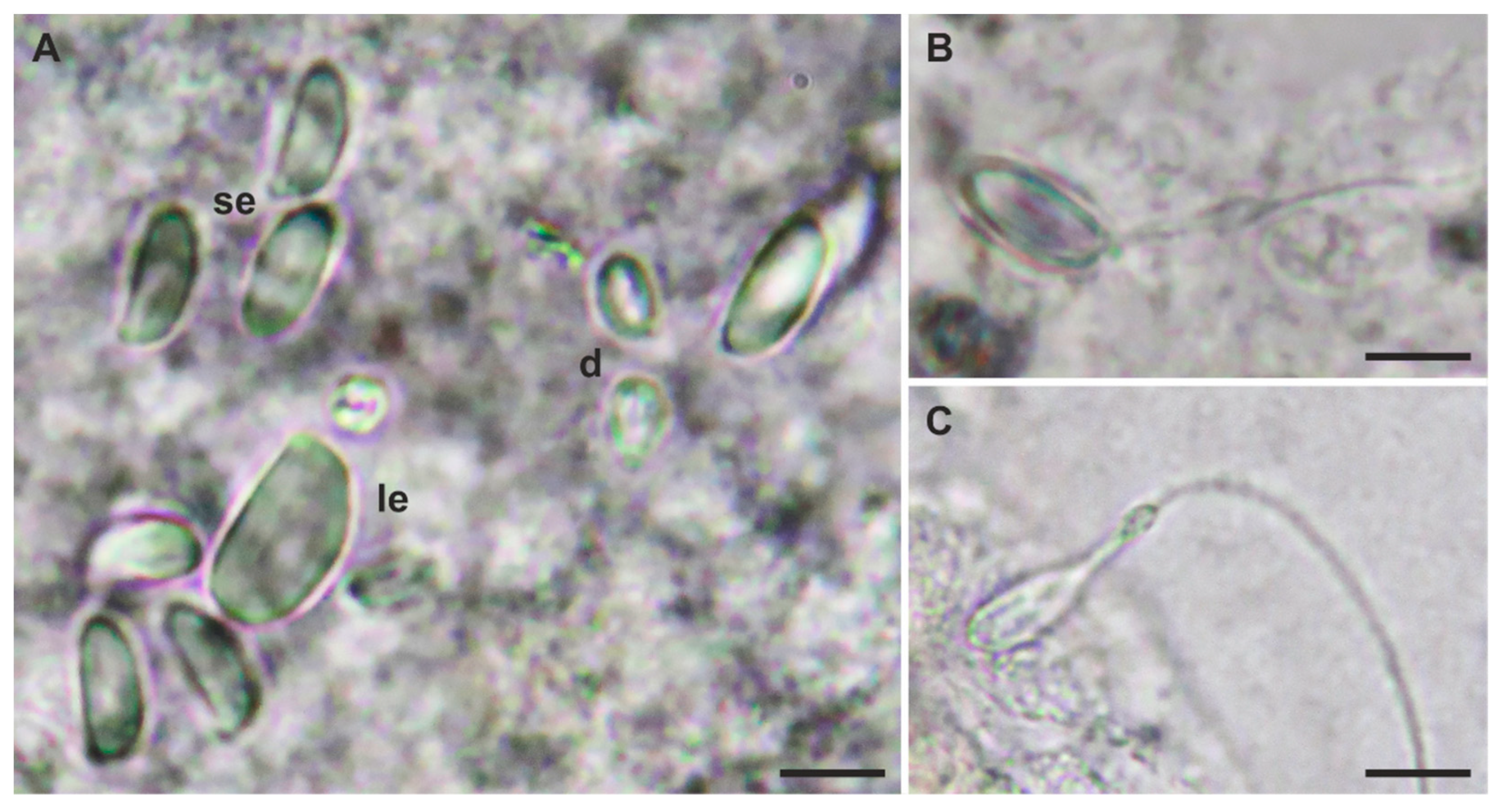 Diversity 14 00241 g007 Diversity 14 00241 g007