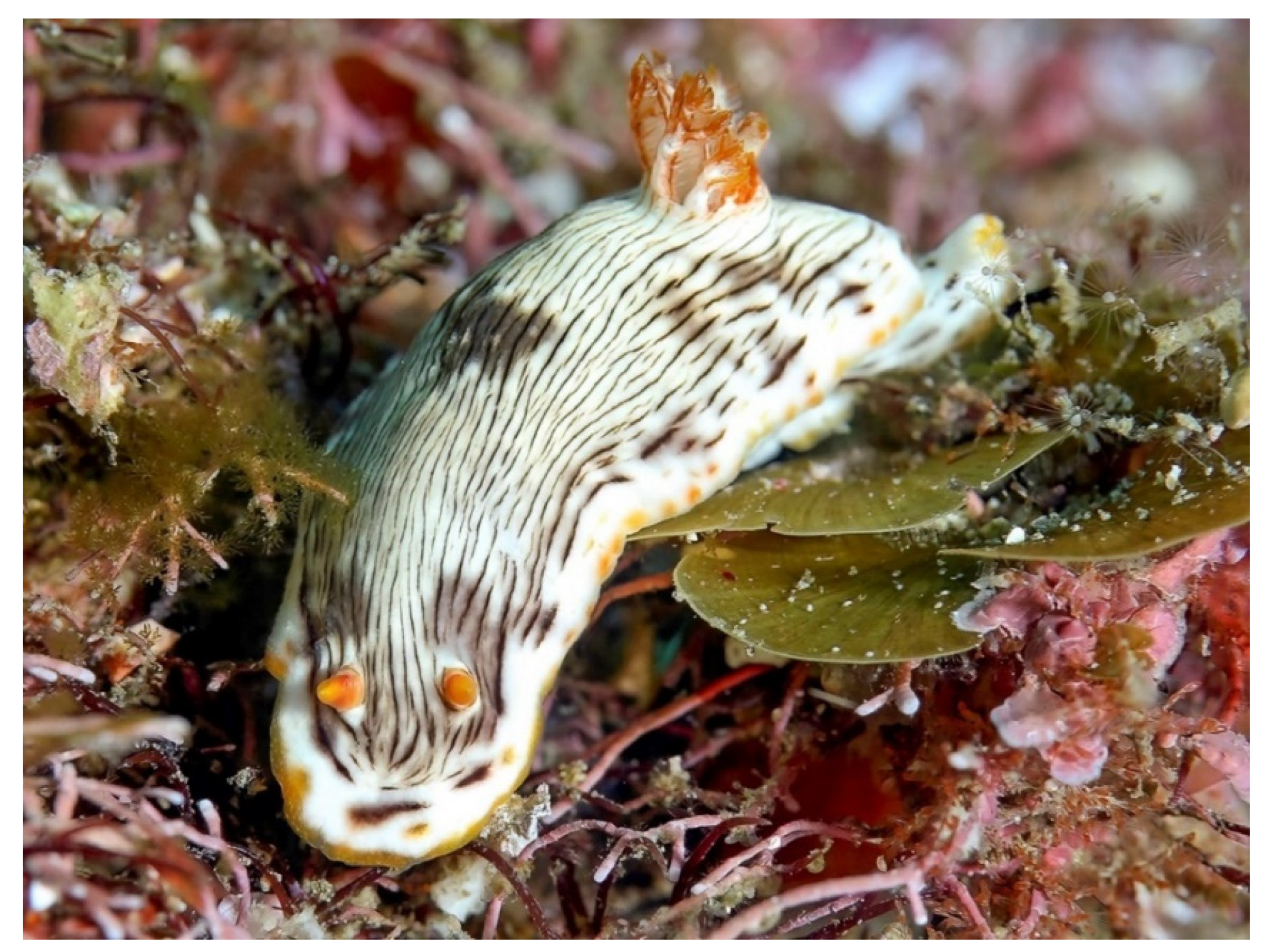 Diversity 14 00244 g002