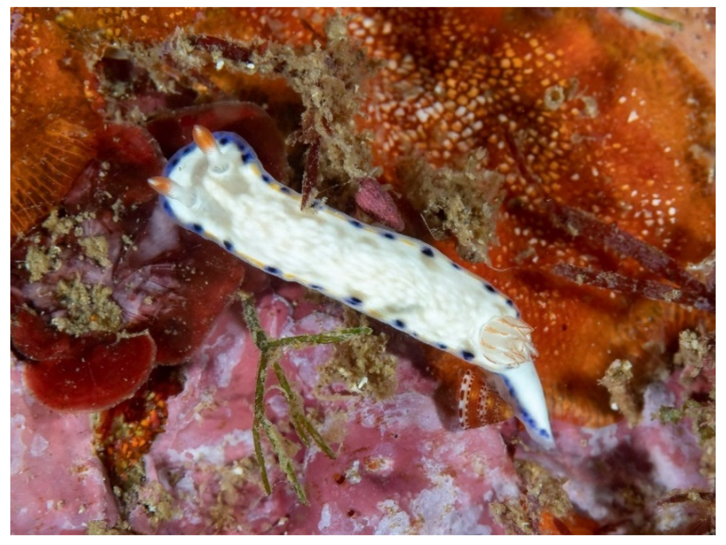 Diversity 14 00244 g005