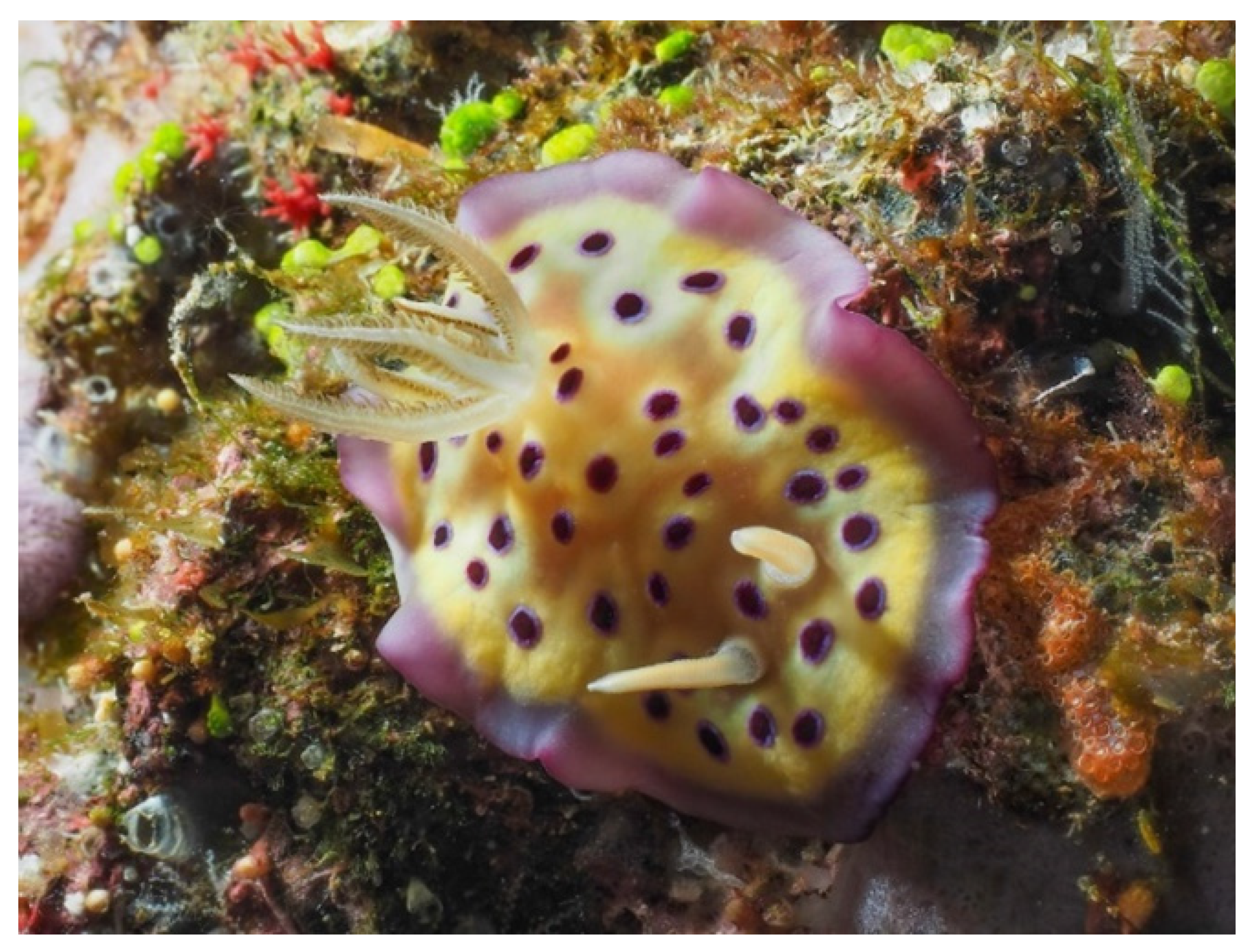 Diversity 14 00244 g006