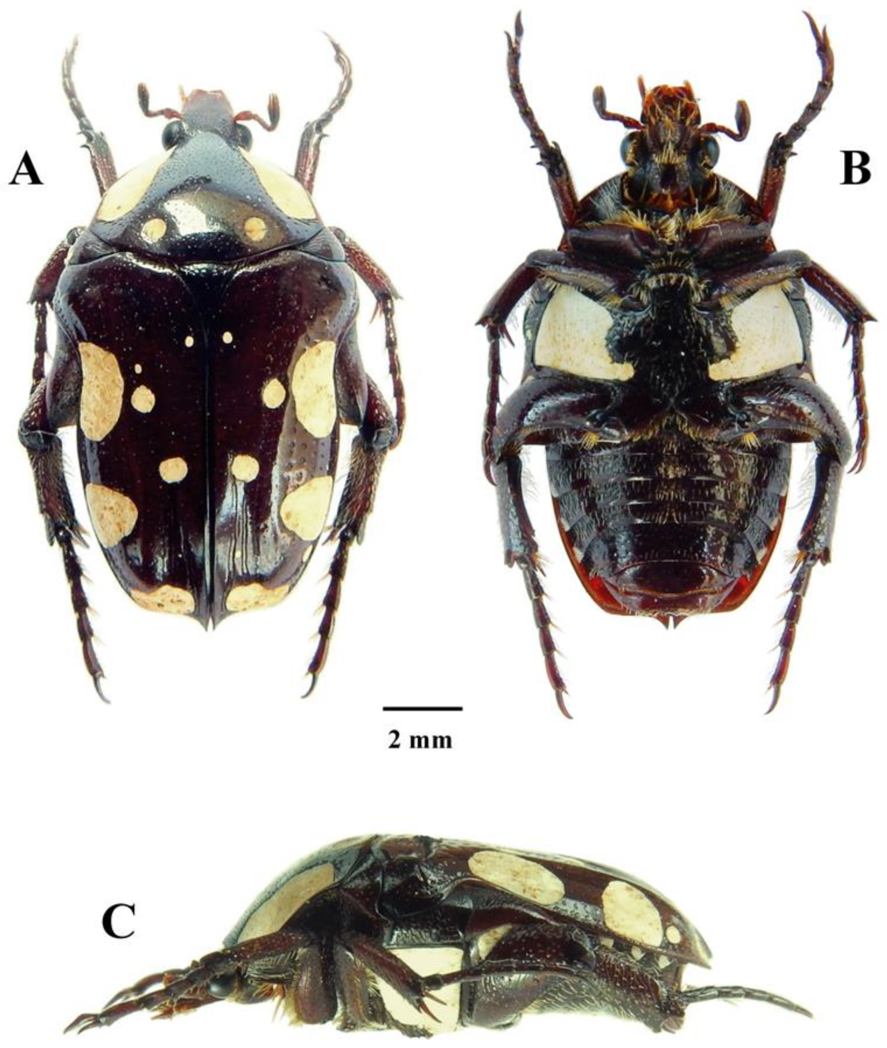 Diversity 14 00248 g001 550