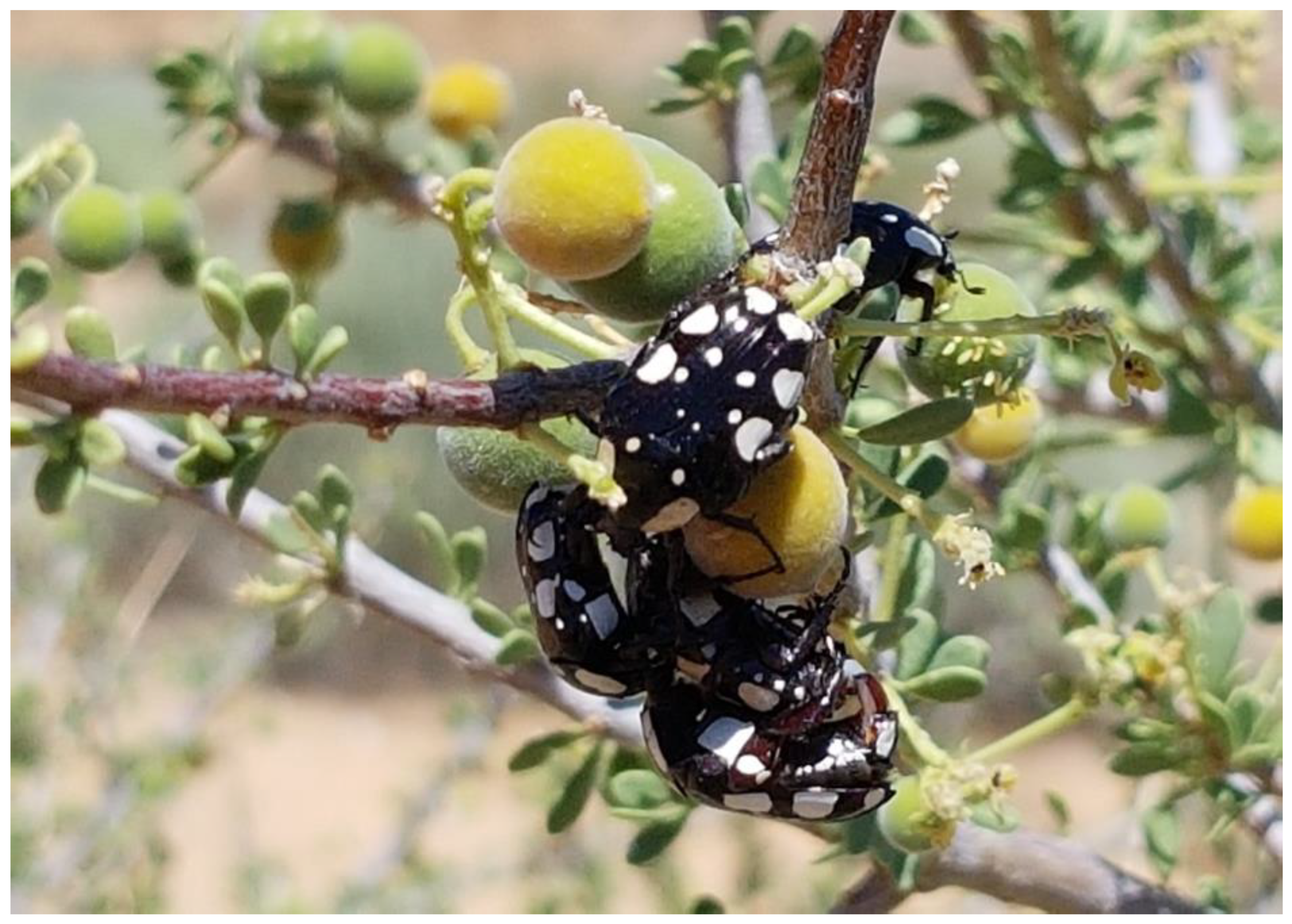 Diversity 14 00248 g004 550