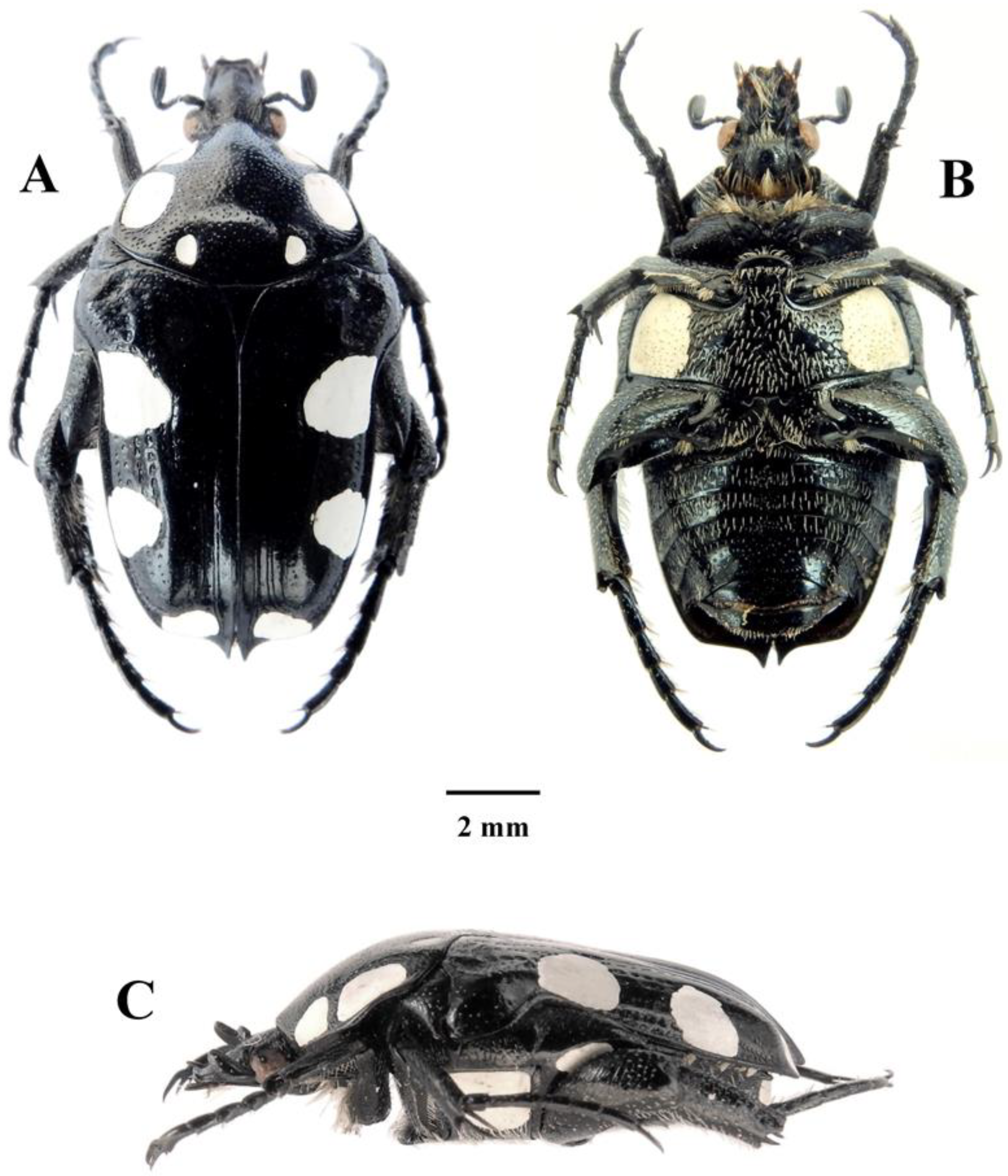Diversity 14 00248 g005 550