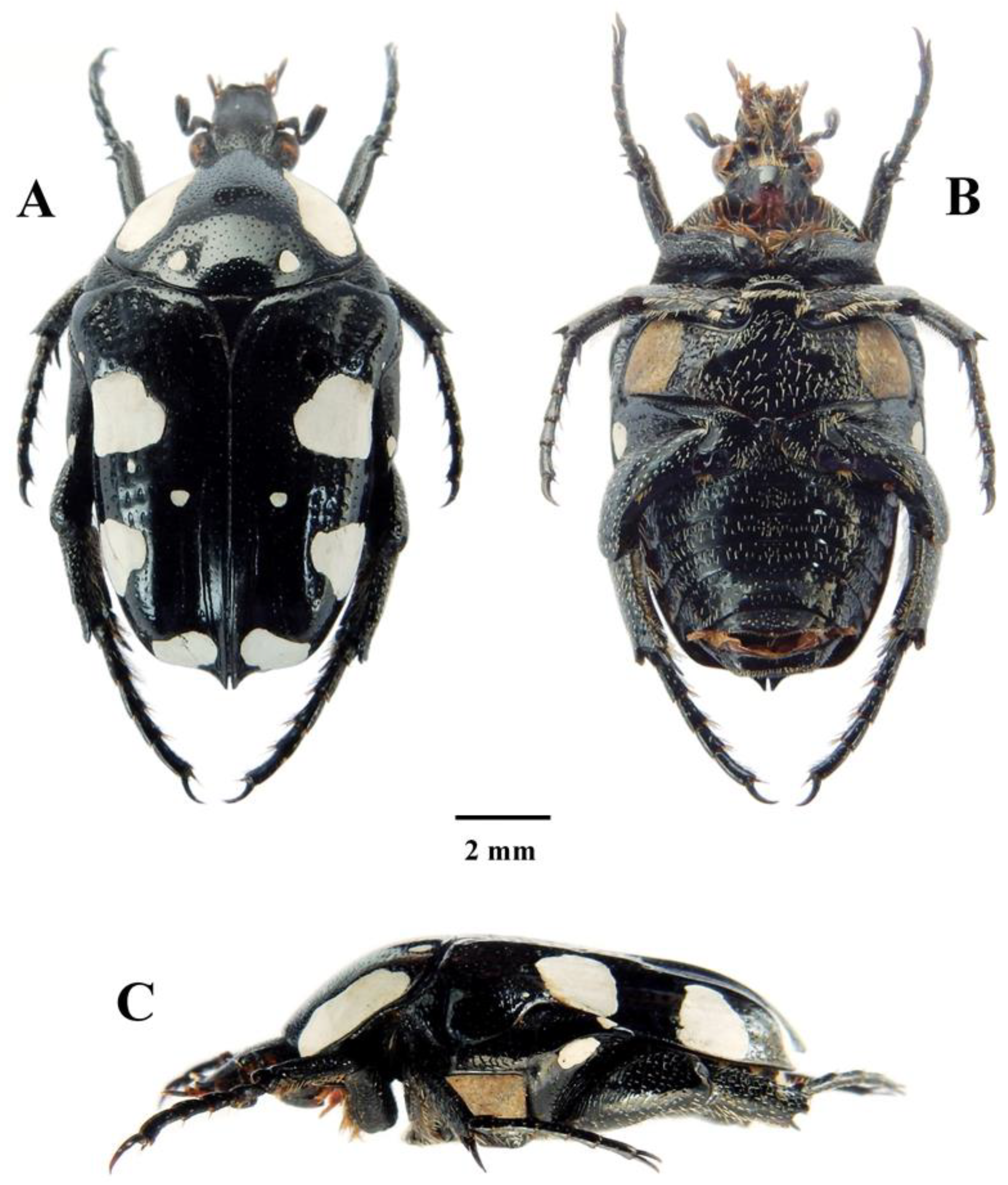 Diversity 14 00248 g007 550