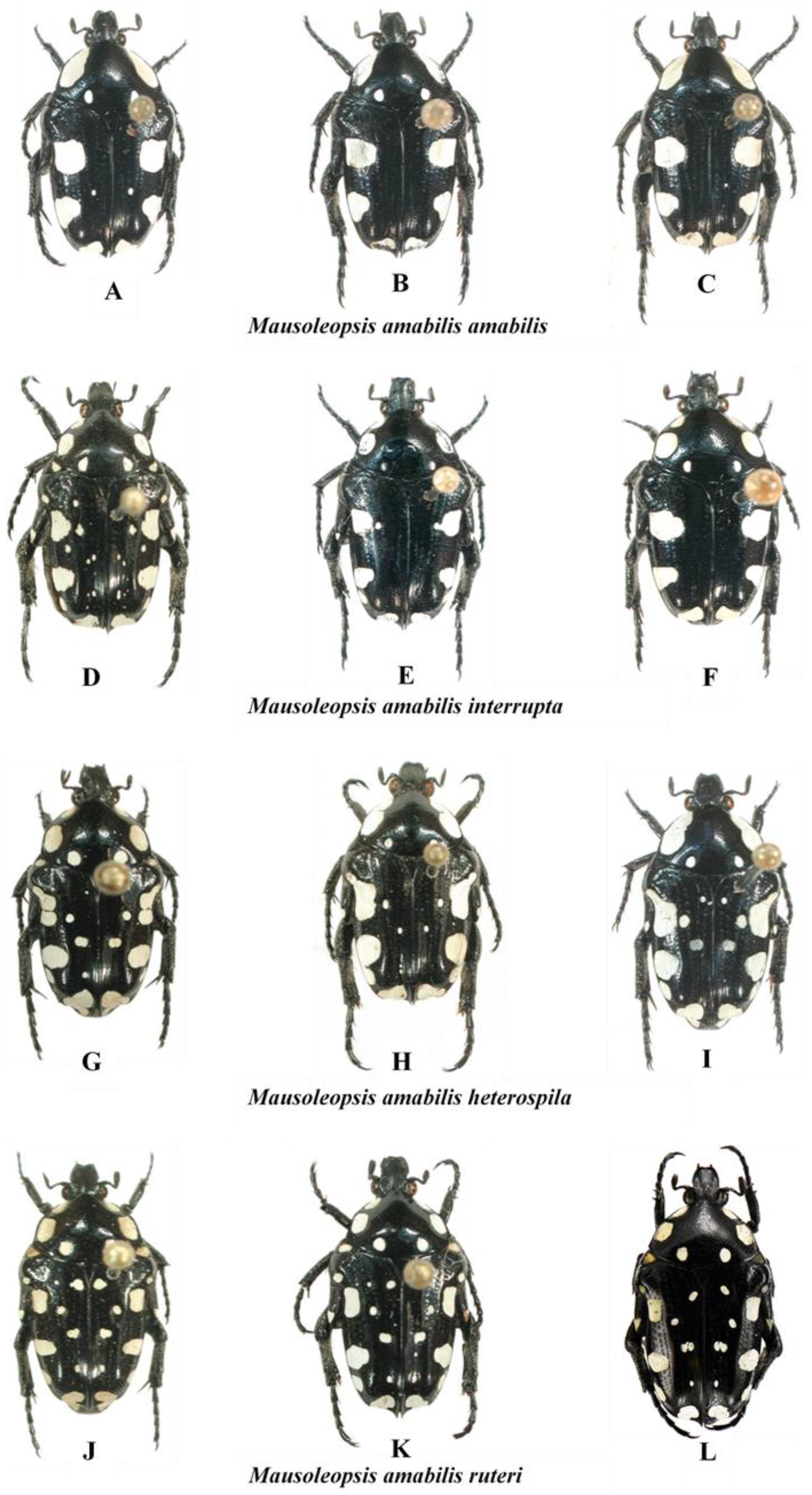 Diversity 14 00248 g010 550