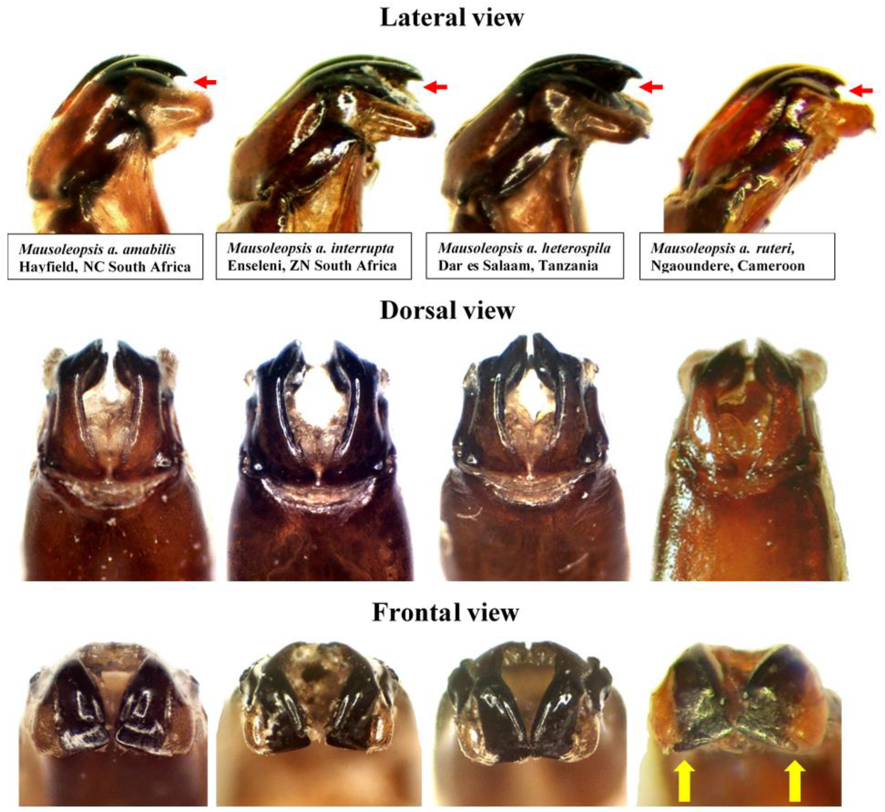 Diversity 14 00248 g011 550