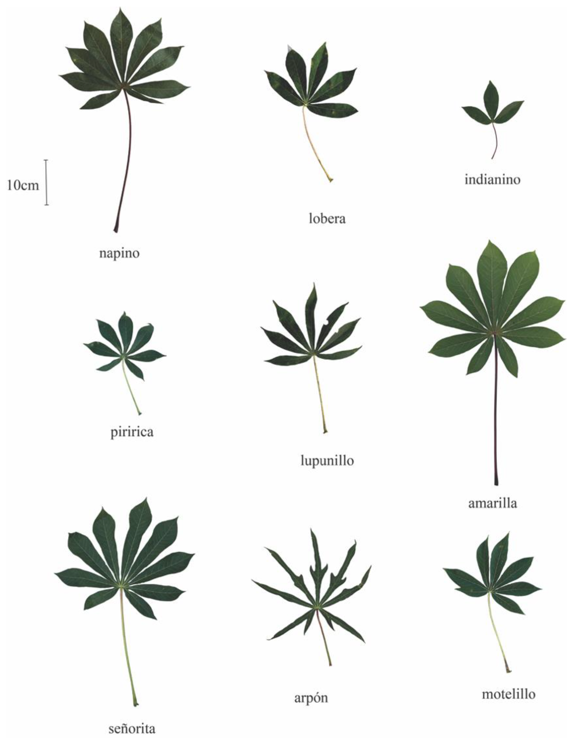 Diversity 14 00252 g005