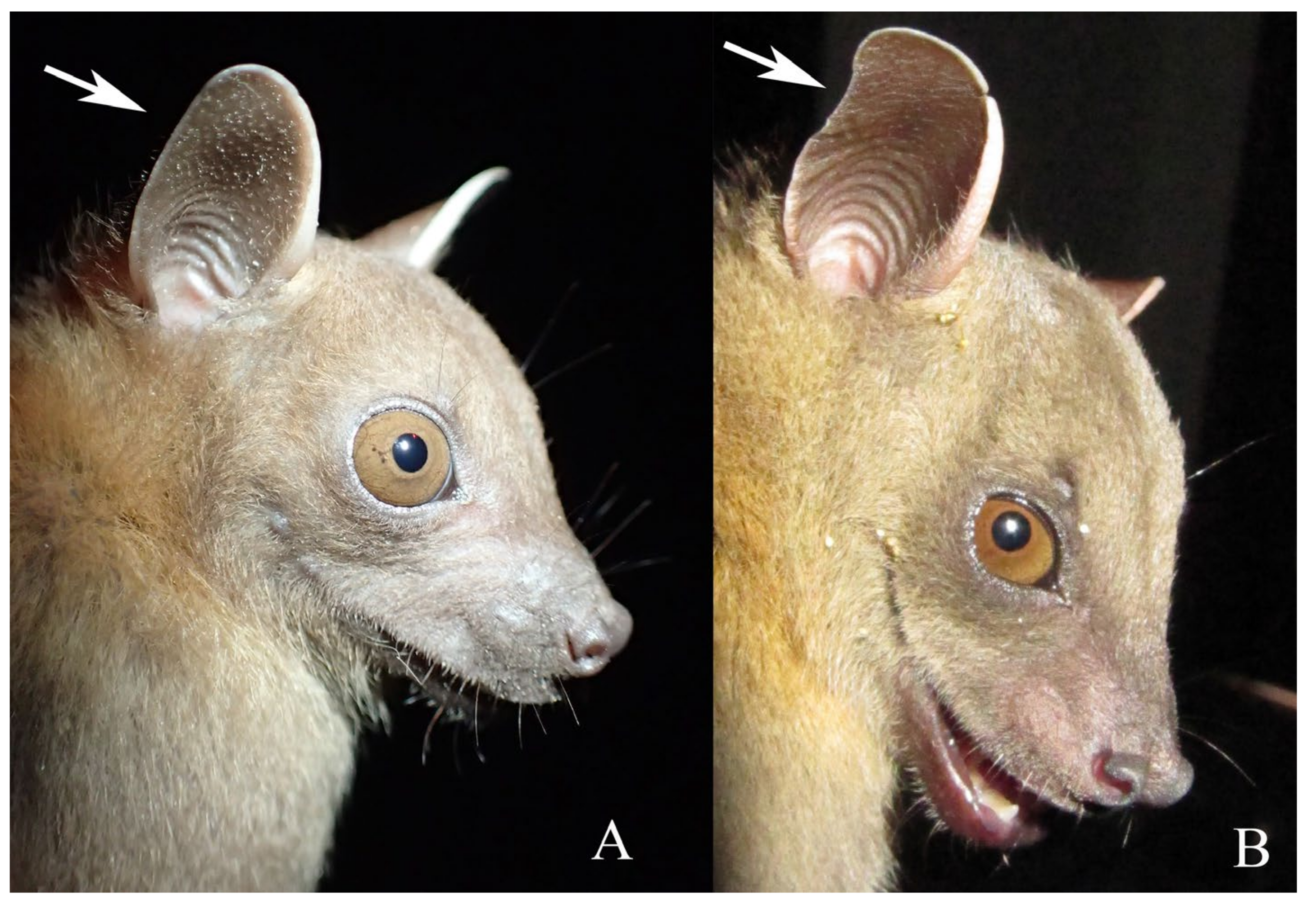 Diversity 14 00258 g007 550