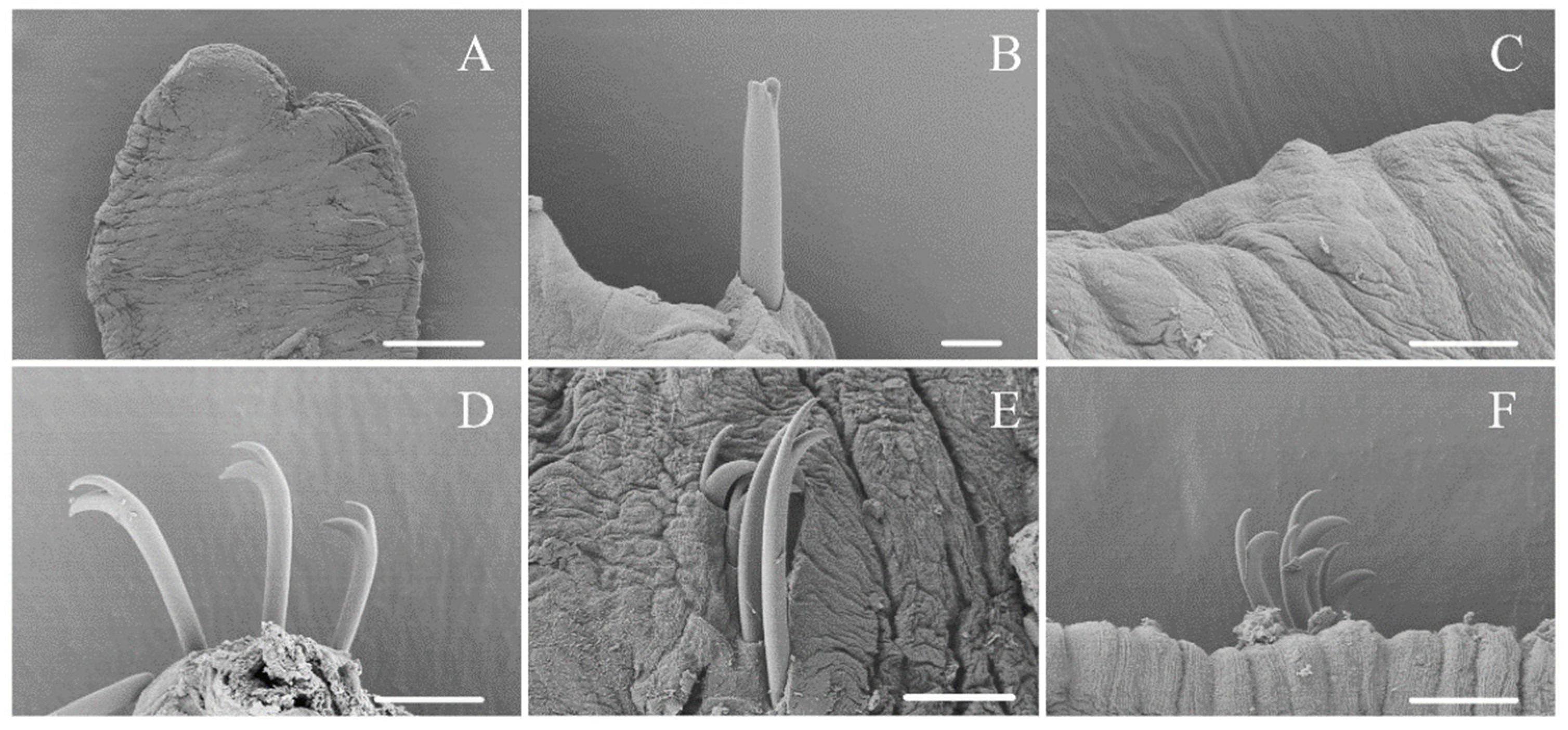 Diversity 14 00265 g002