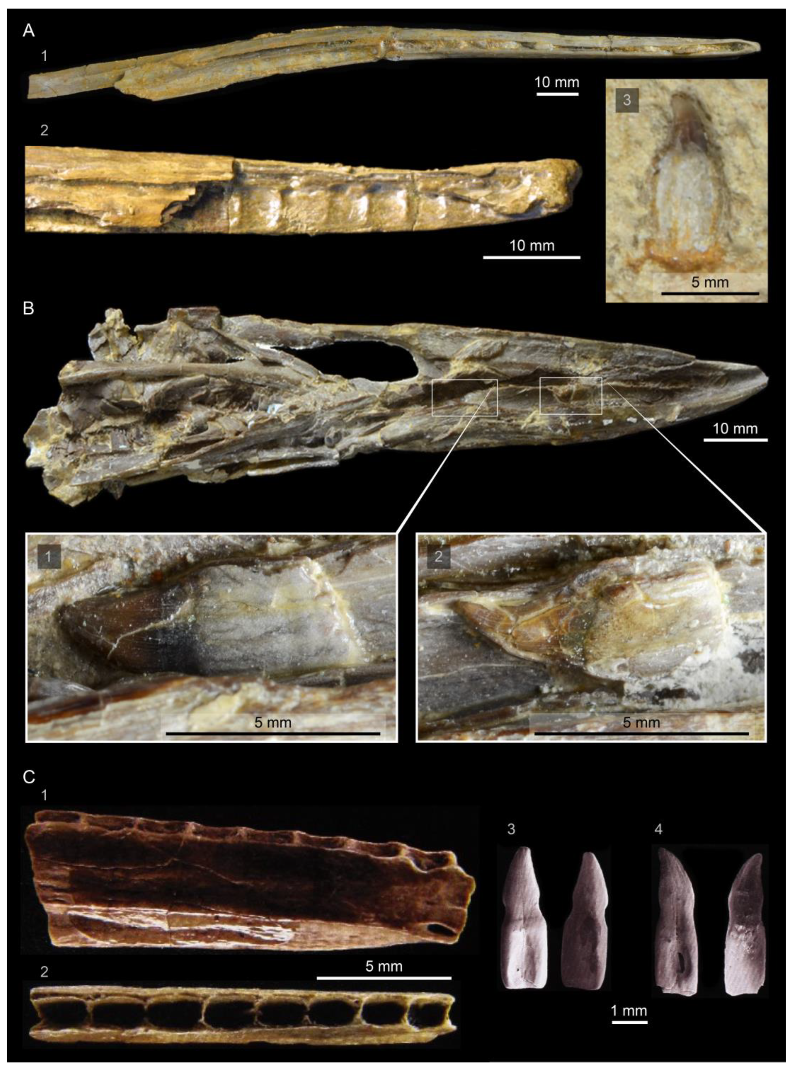 Diversity 14 00267 g004