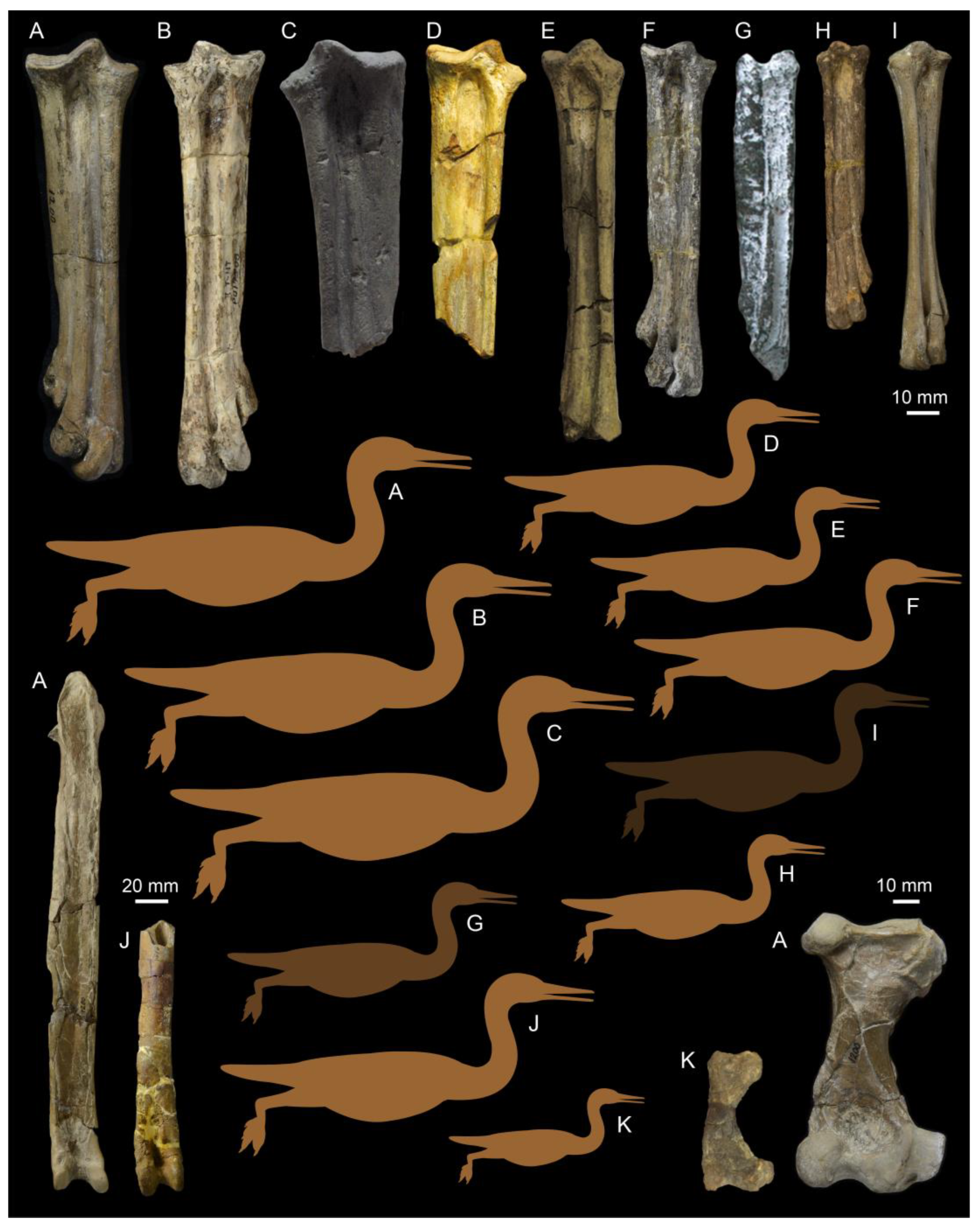 Diversity 14 00267 g009