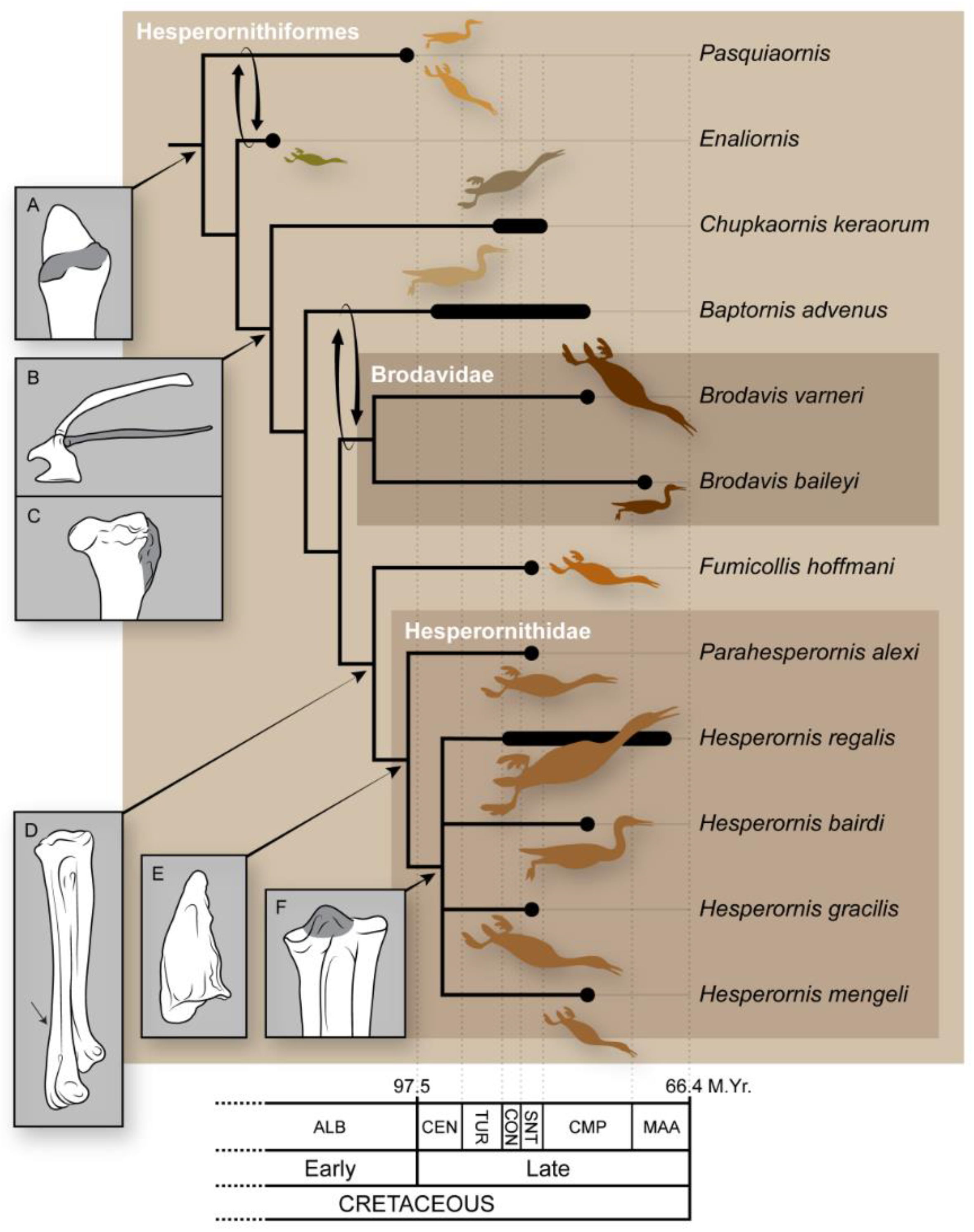 Diversity 14 00267 g011