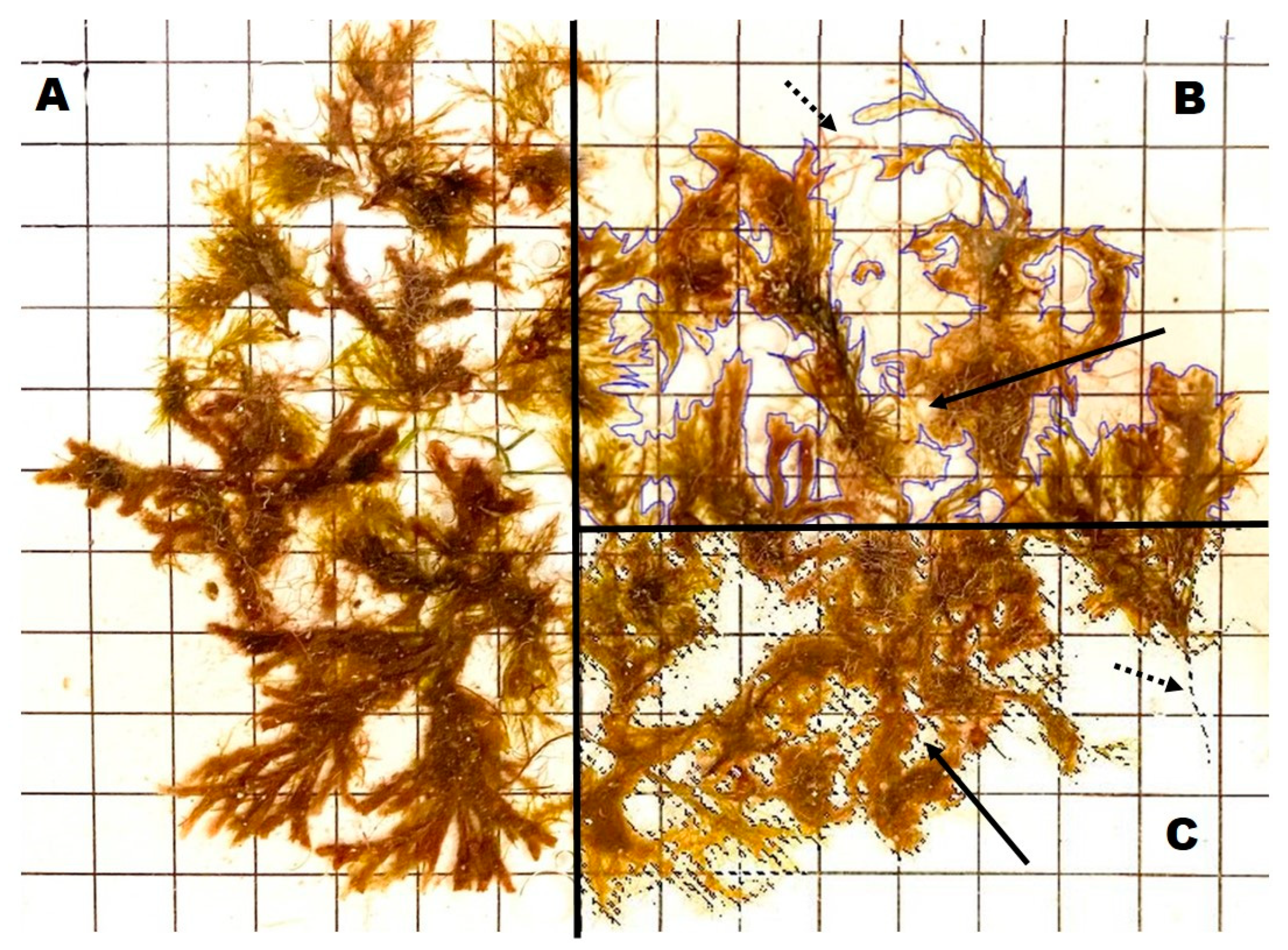 Diversity 14 00272 g001