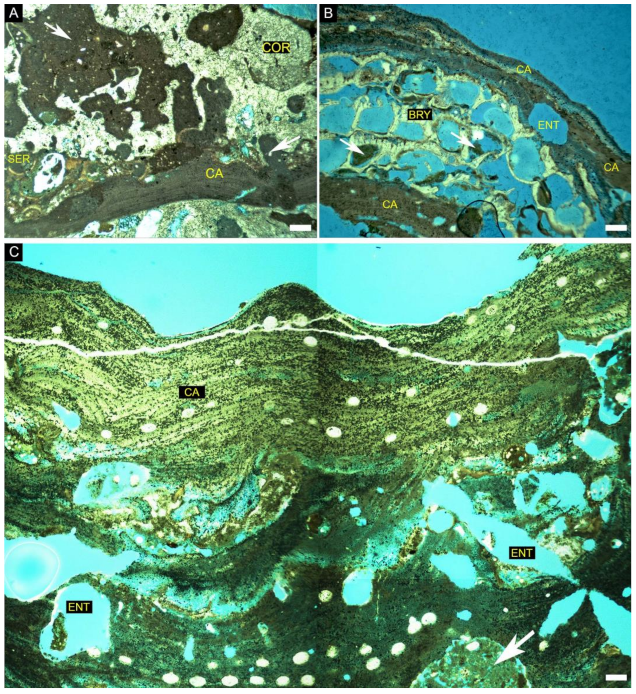 Diversity 14 00282 g006 Diversity 14 00282 g006