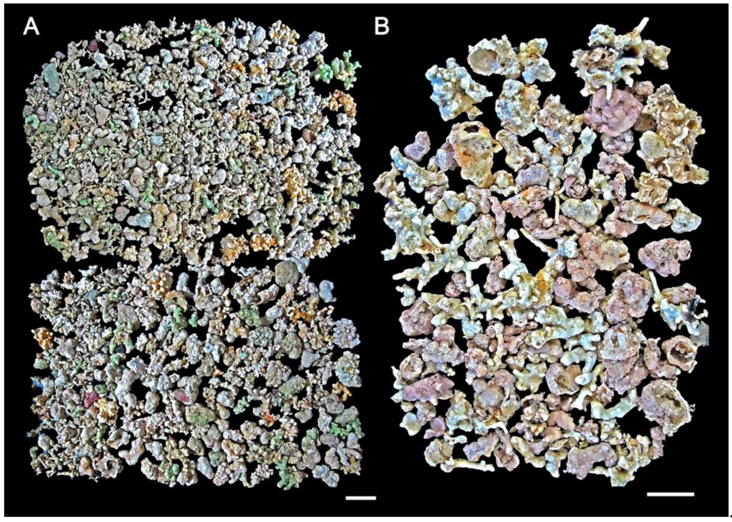 Diversity 14 00282 g008 Diversity 14 00282 g008