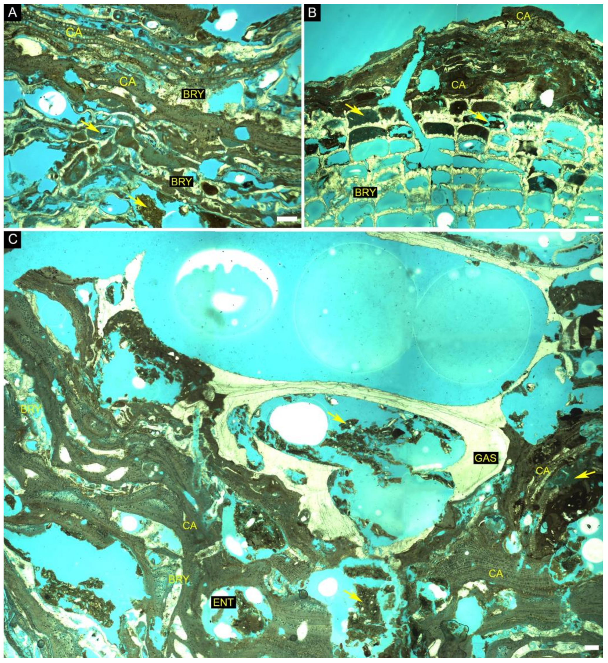 Diversity 14 00282 g010 Diversity 14 00282 g010