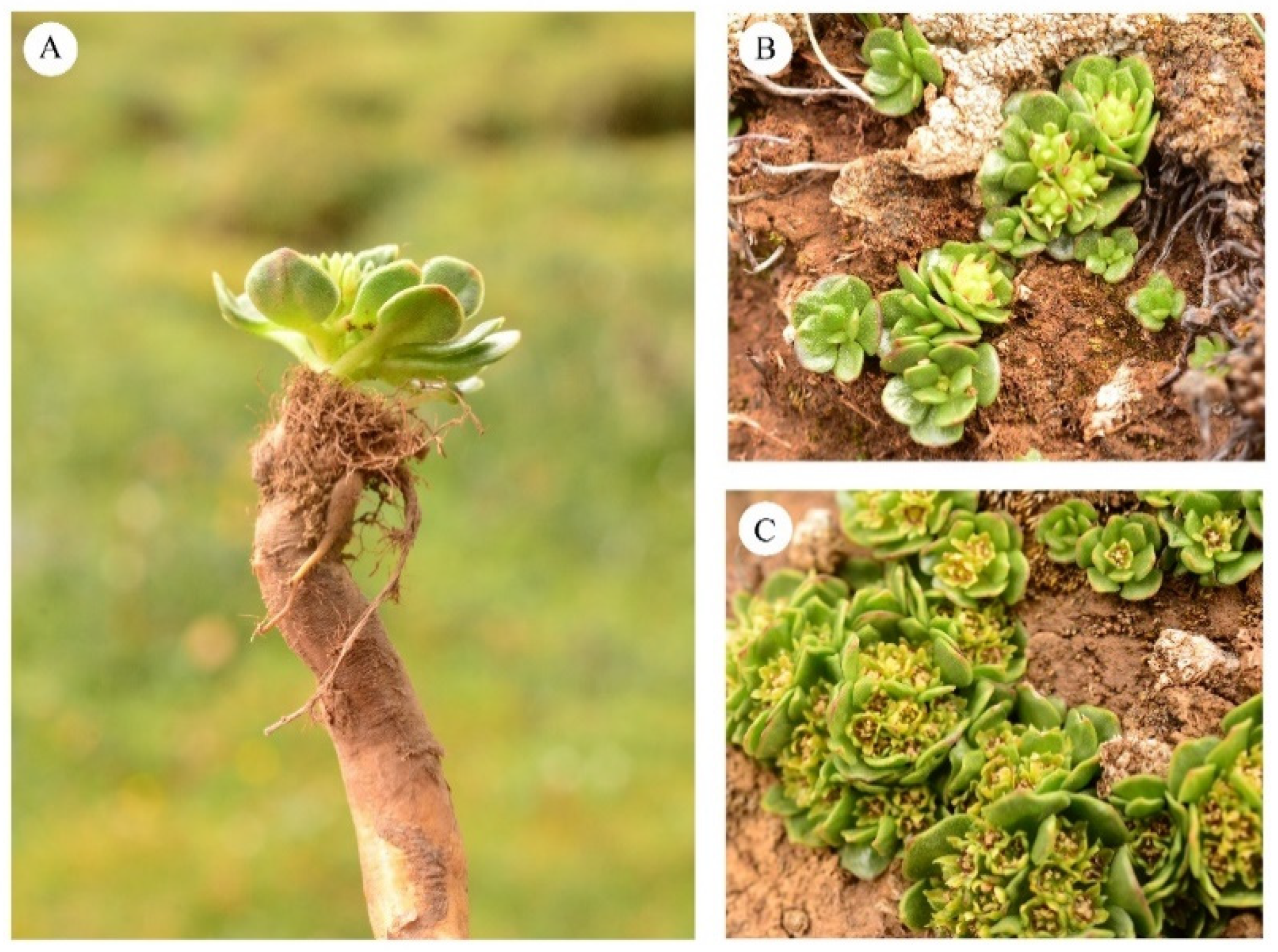 Diversity 14 00289 g005