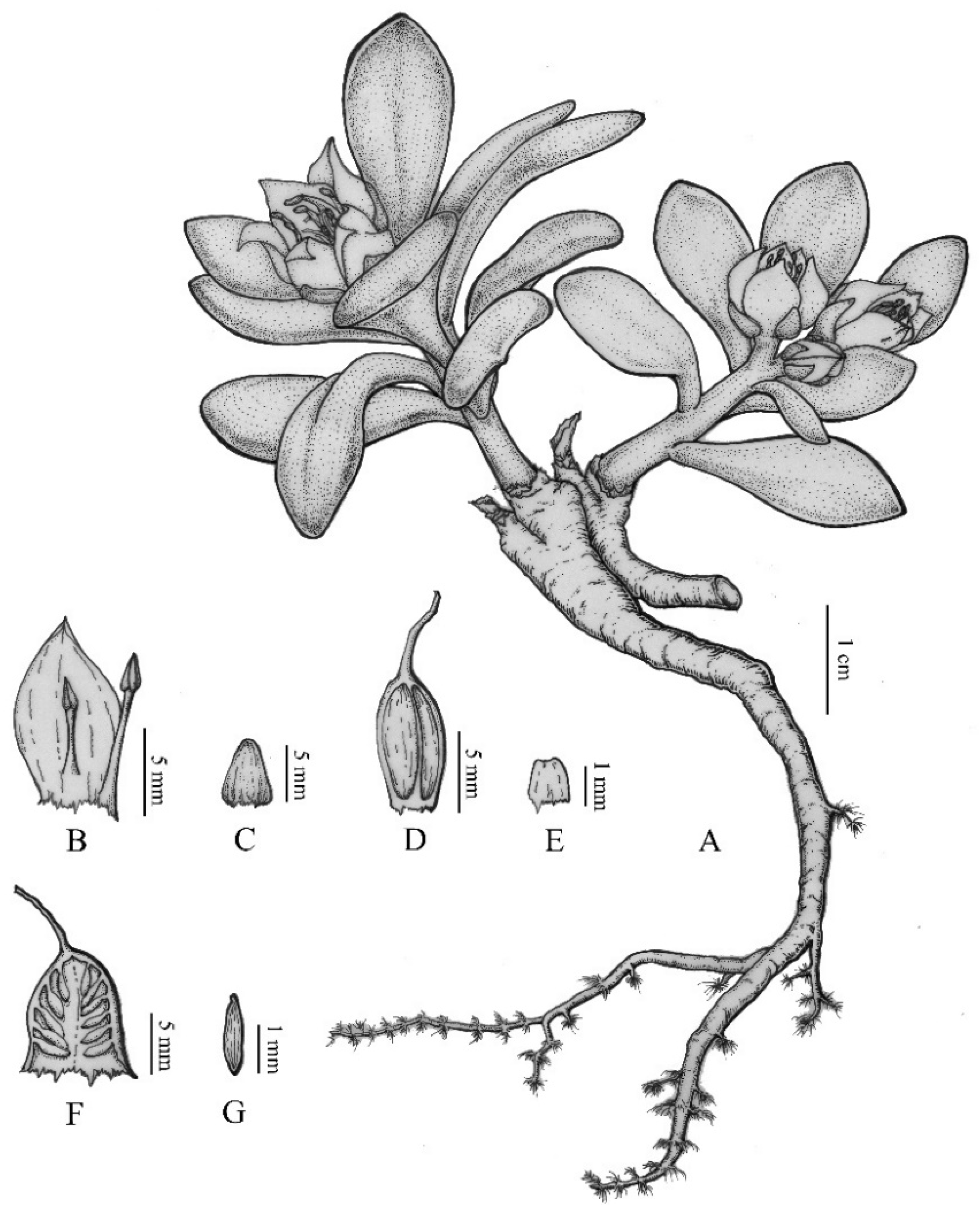 Diversity 14 00289 g007