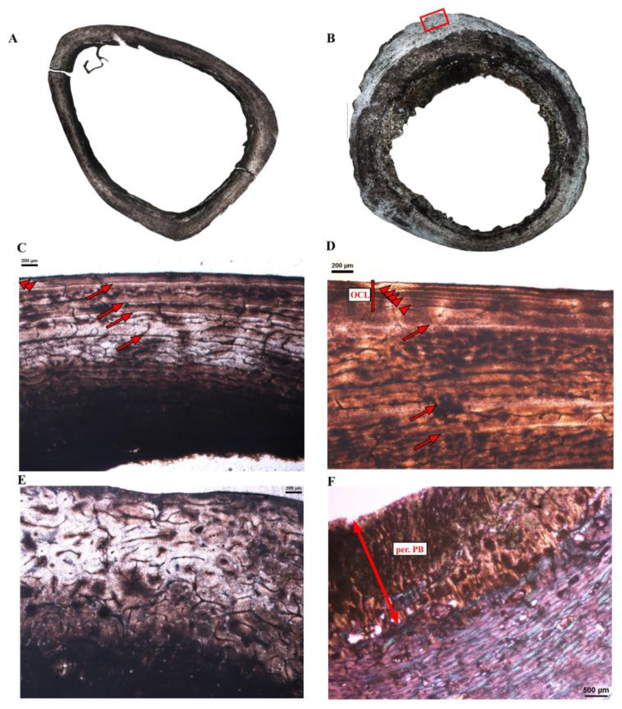 Diversity 14 00298 g001 Diversity 14 00298 g001