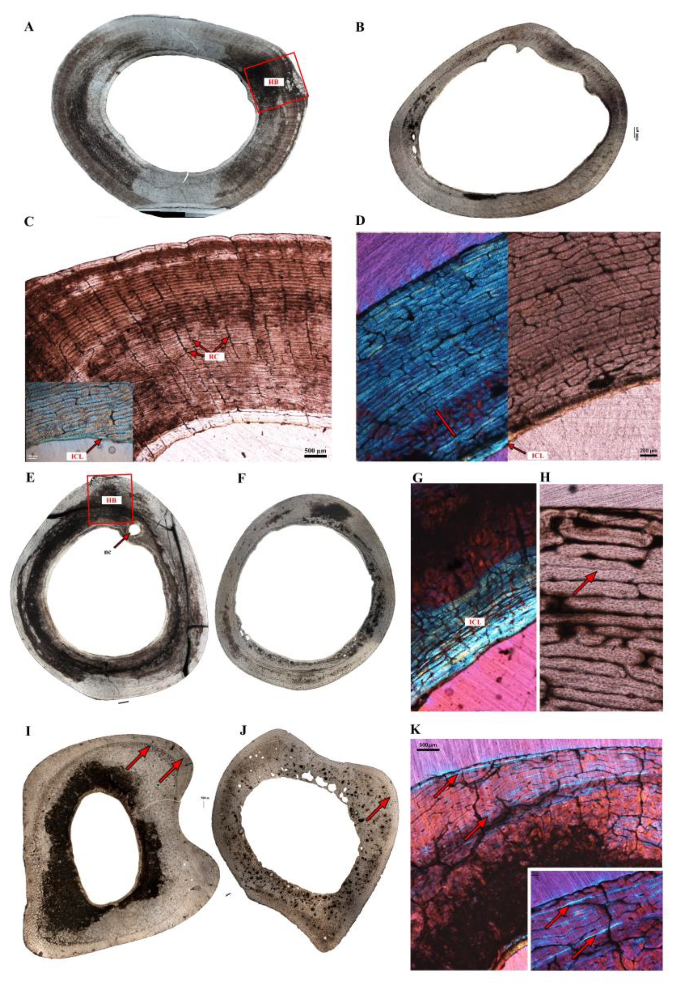 Diversity 14 00298 g004 Diversity 14 00298 g004