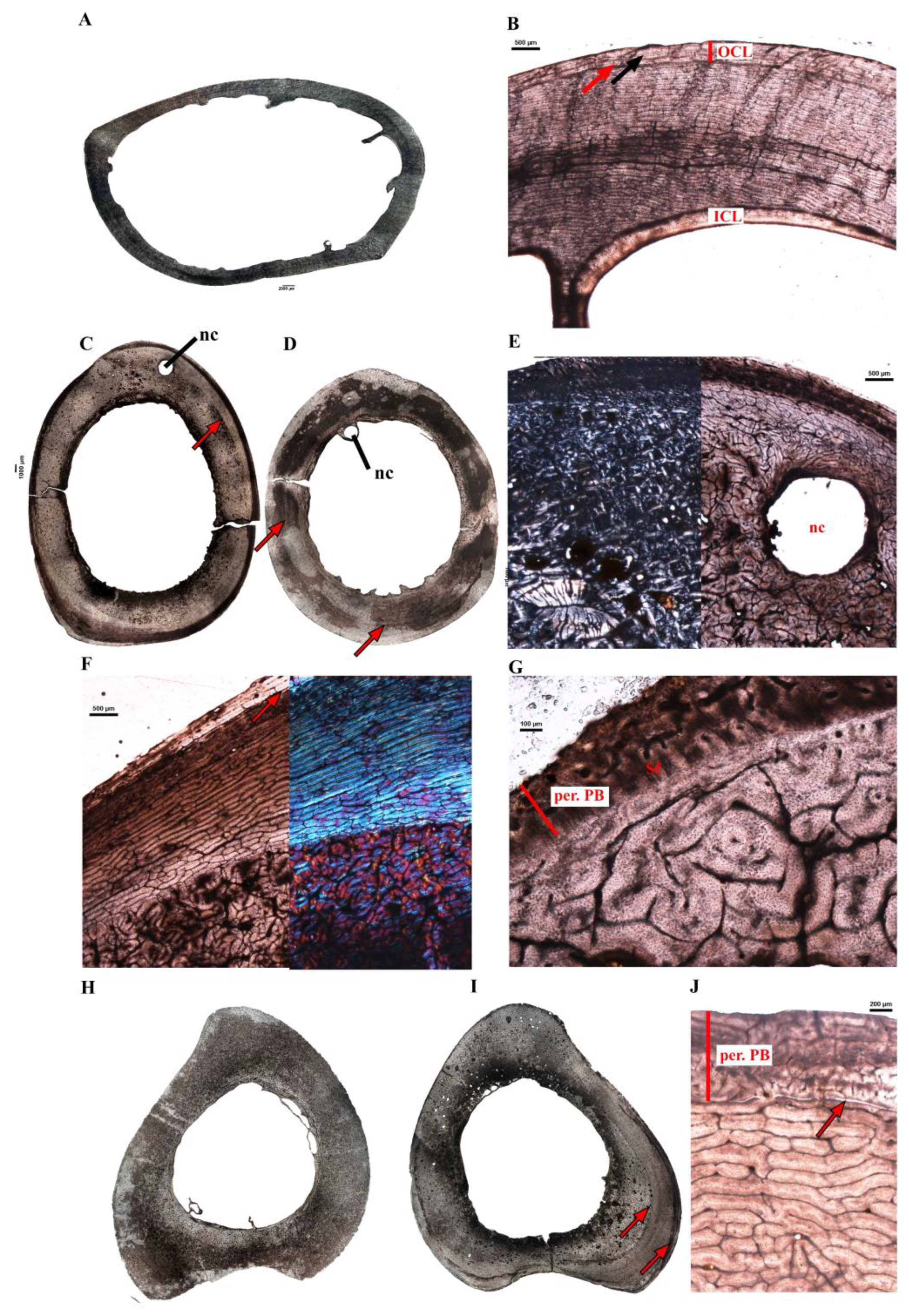 Diversity 14 00298 g005 Diversity 14 00298 g005