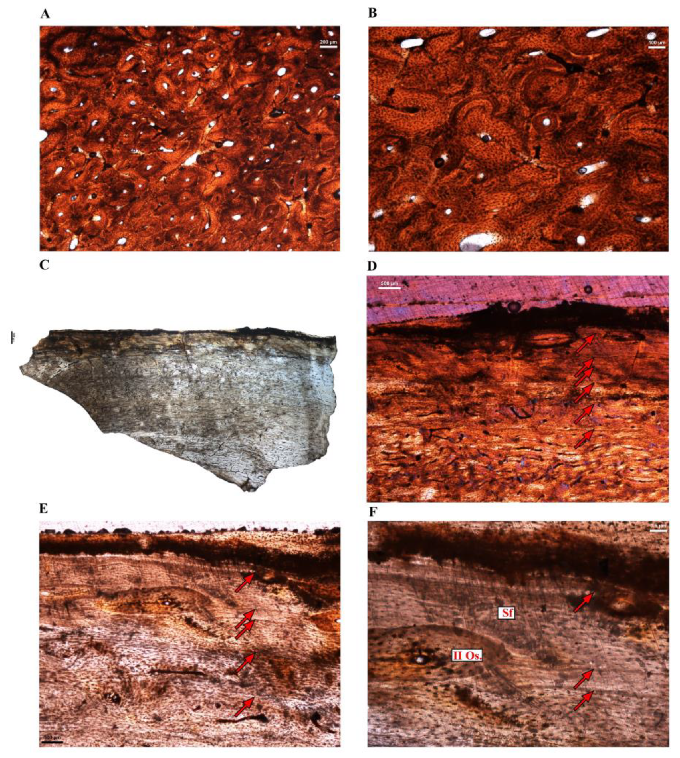Diversity 14 00298 g006 Diversity 14 00298 g006