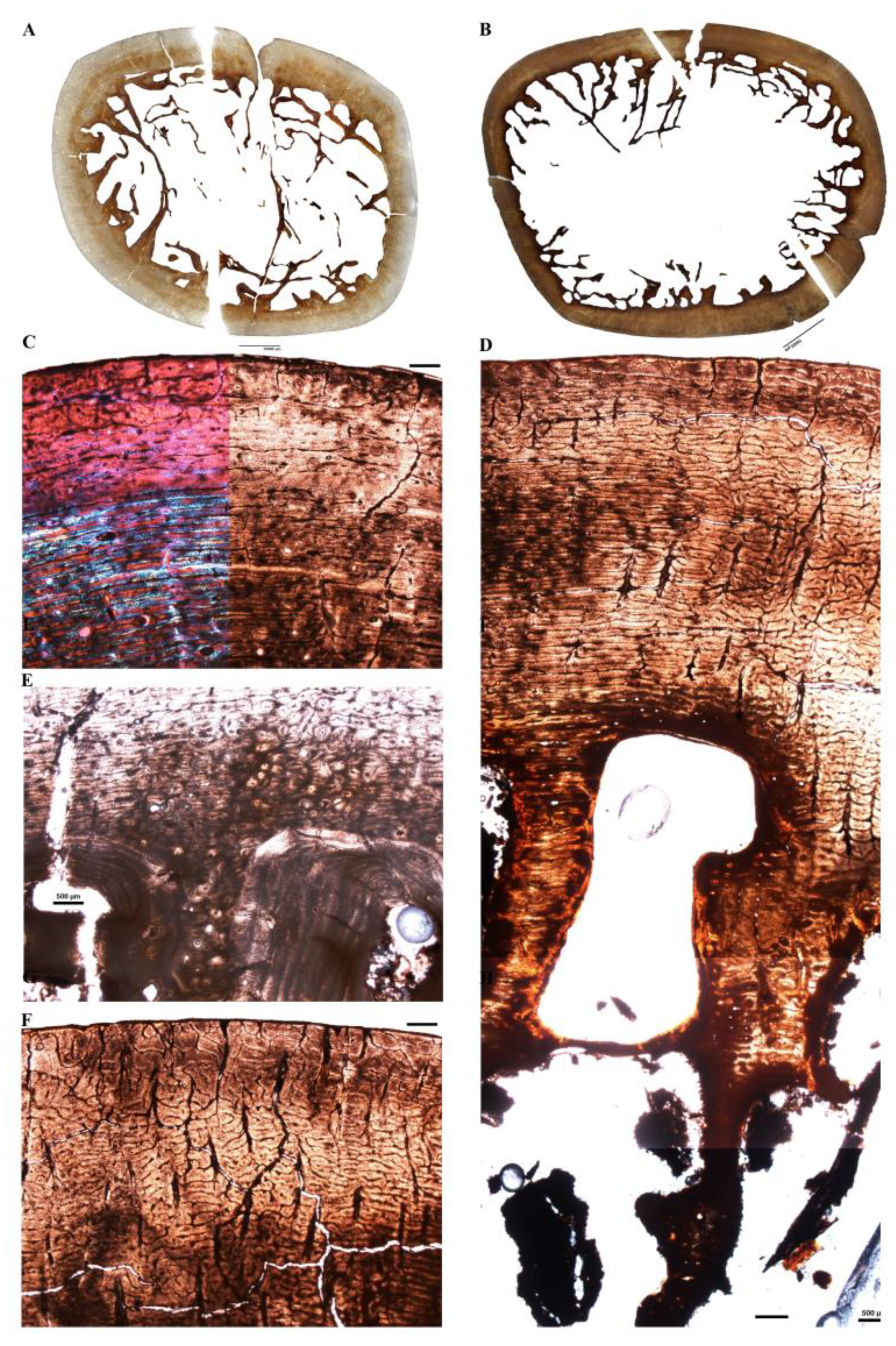 Diversity 14 00298 g007 Diversity 14 00298 g007