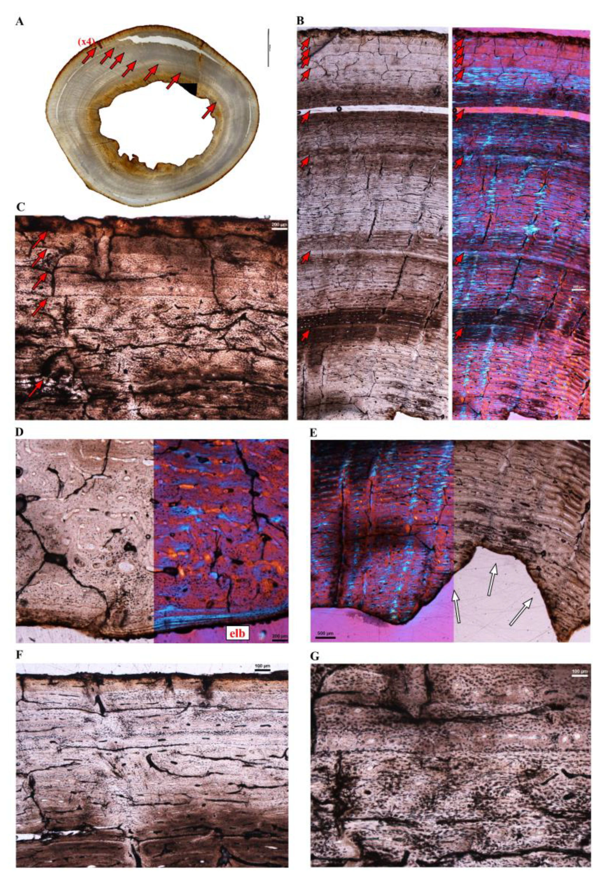 Diversity 14 00298 g009 Diversity 14 00298 g009